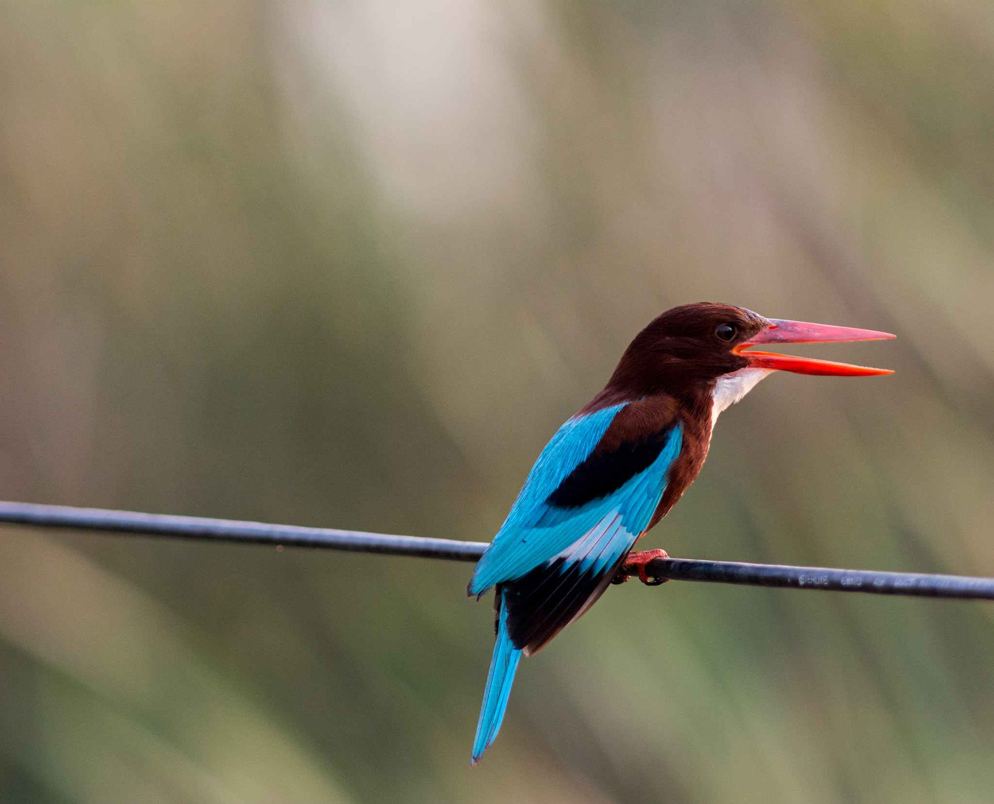 Nikon AF-S Nikkor 300mm F2.8G ED VR II sample photo. White breasted kingfisher photography