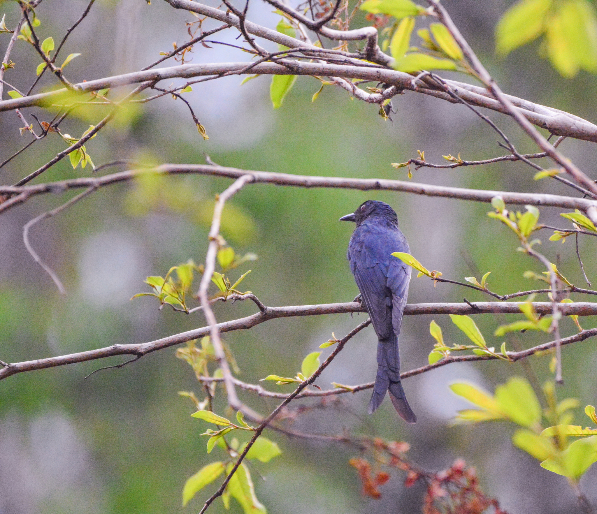 Nikon AF-S Nikkor 200-500mm F5.6E ED VR sample photo. Fork tailed drongo photography