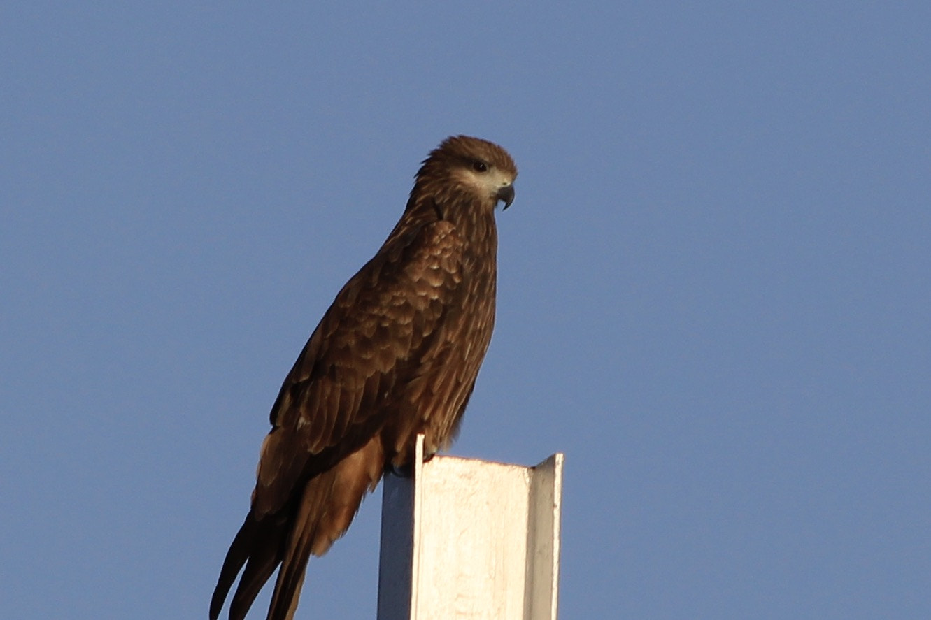 Canon EF 70-300mm F4-5.6 IS USM sample photo. Changeable hawk eagle photography