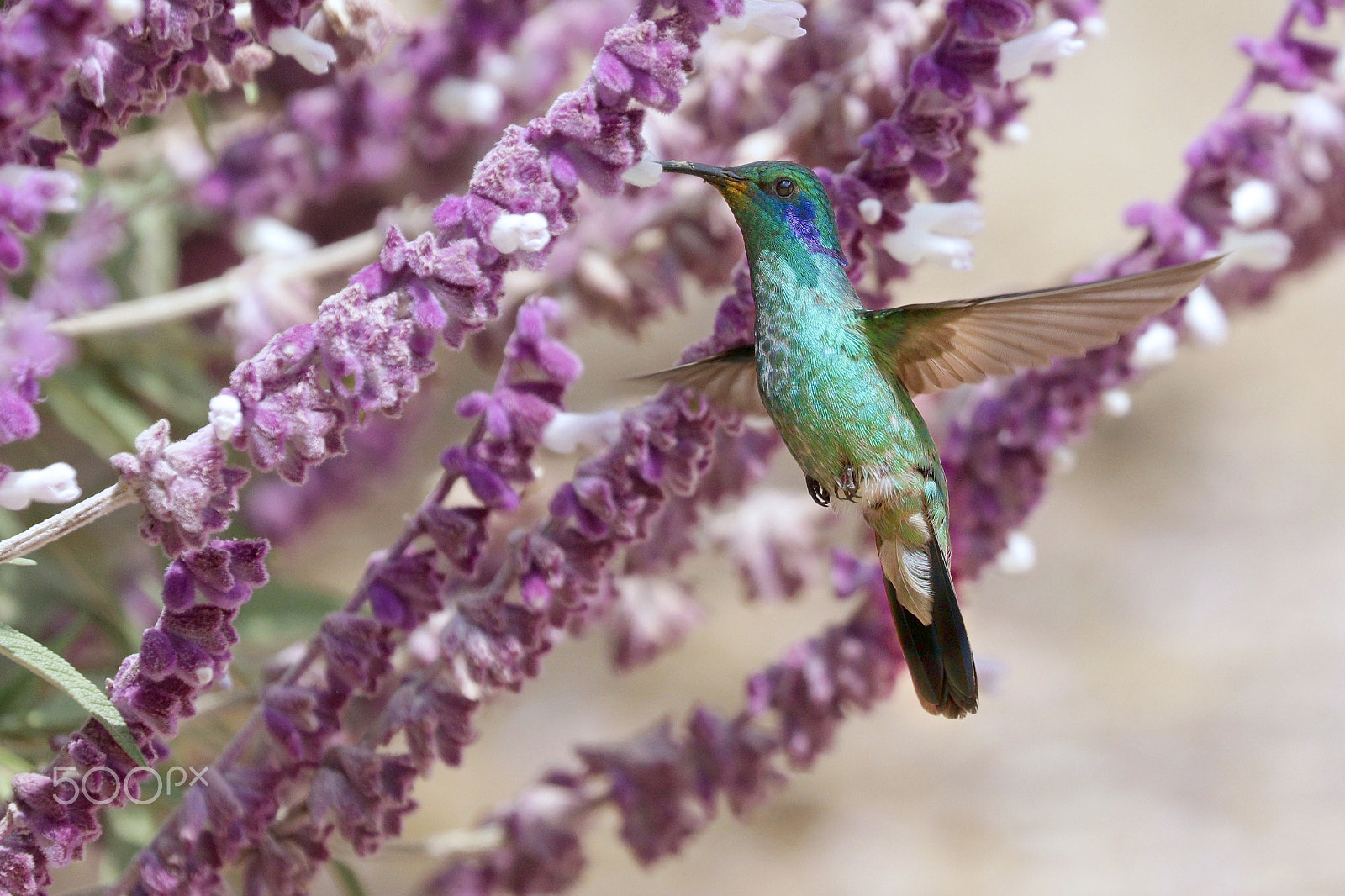 Canon EOS 5DS R sample photo. Humming bird photography