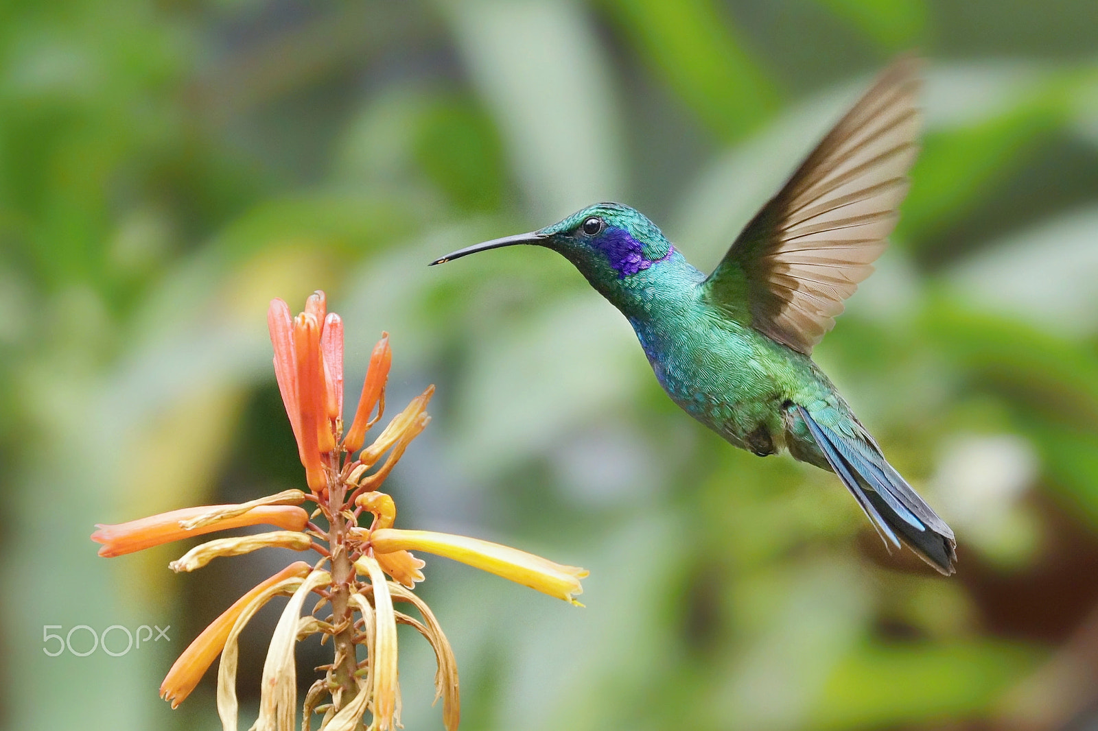 Canon EOS 5DS R sample photo. Humming bird photography