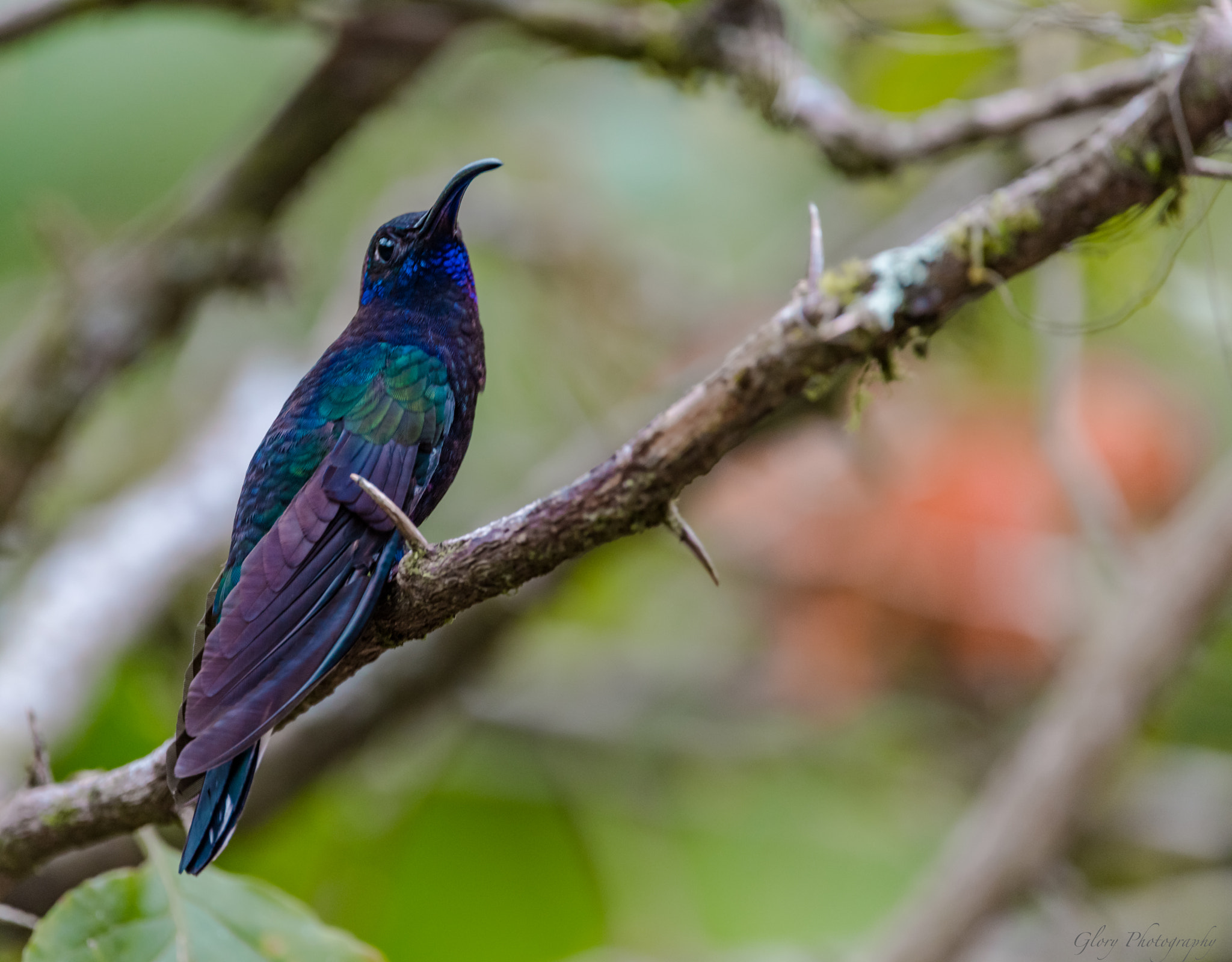 Sigma 150-600mm F5-6.3 DG OS HSM | C sample photo. Hummingbird photography