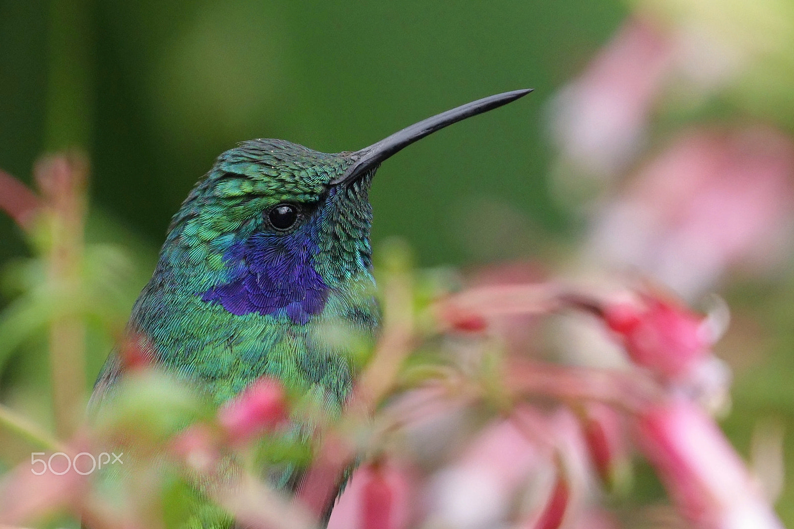 Canon EOS 5DS R + Canon EF 100-400mm F4.5-5.6L IS II USM sample photo. Humming bird photography