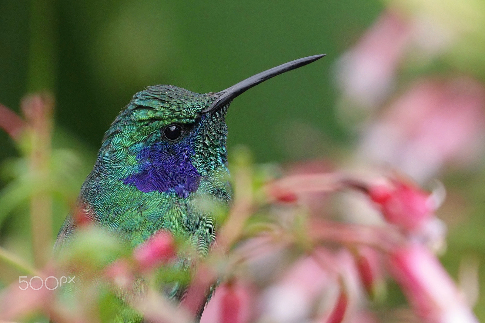 Canon EOS 5DS R sample photo. Humming bird photography