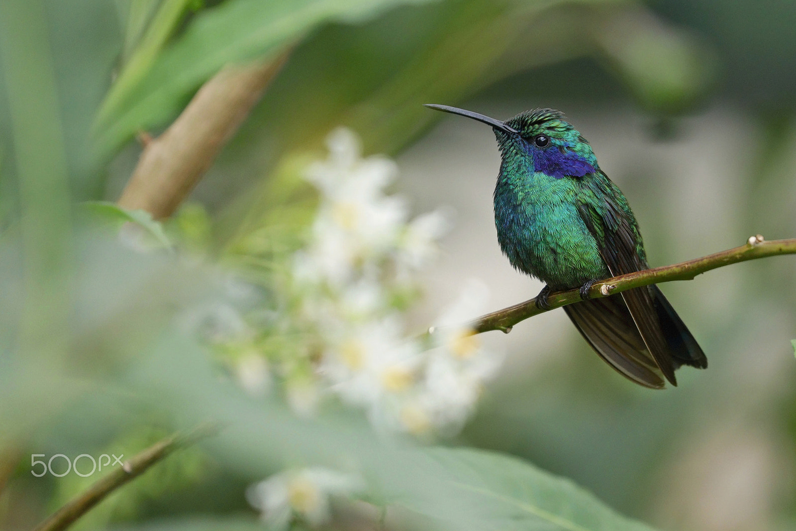 Canon EOS 5DS R sample photo. Humming bird photography