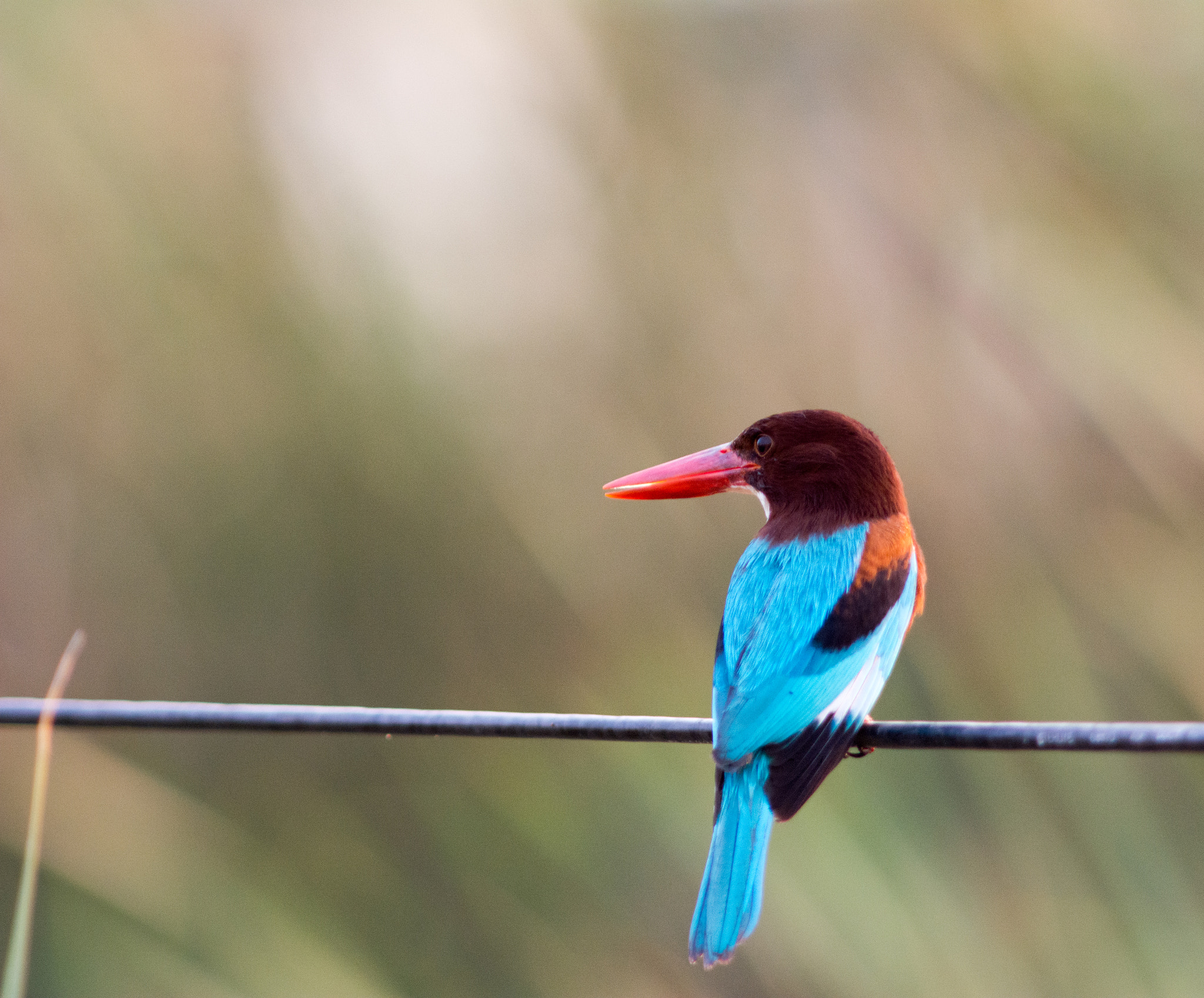 Nikon AF-S Nikkor 300mm F2.8G ED VR II sample photo. White breasted kingfisher photography