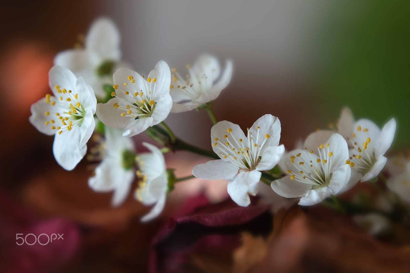 Olympus OM-D E-M10 + Olympus M.Zuiko Digital 45mm F1.8 sample photo. Hallo spring photography