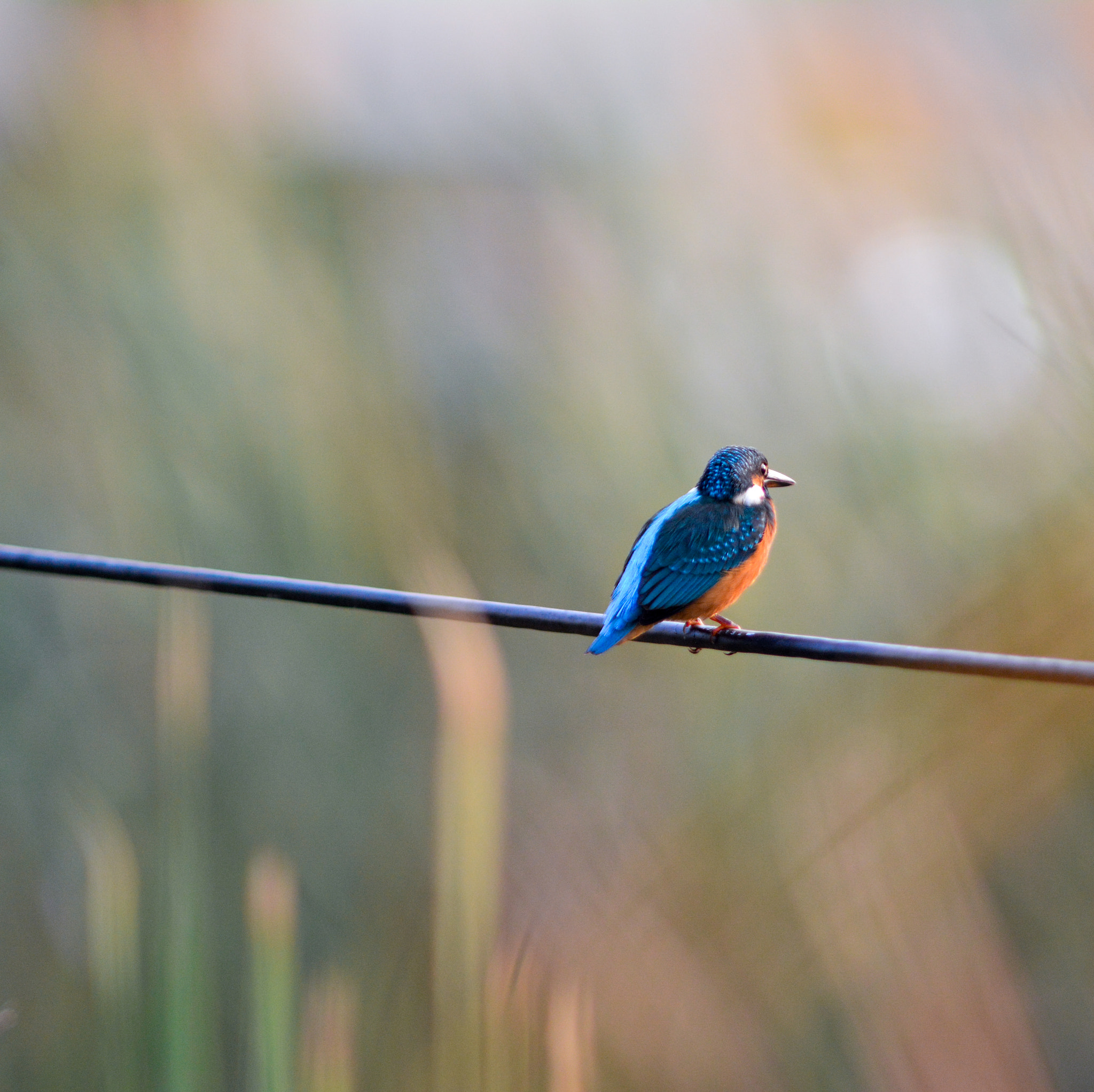 Nikon AF-S Nikkor 300mm F2.8G ED VR II sample photo. Small blue kingfisher photography