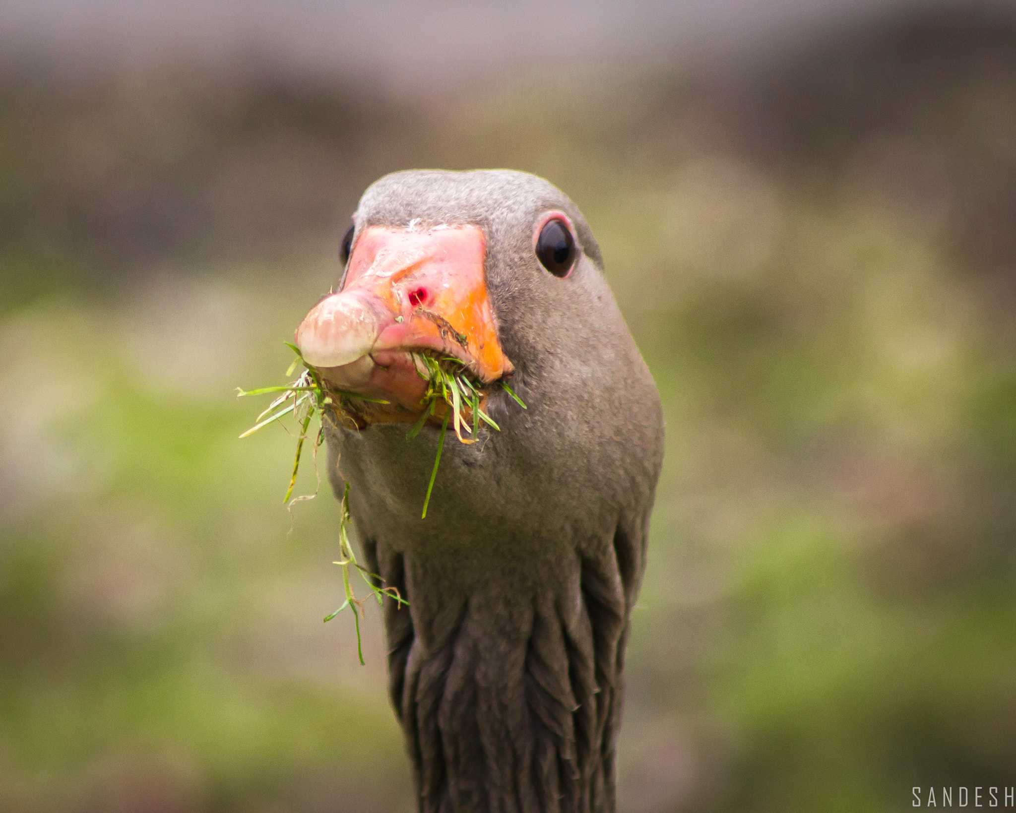 Canon EOS 60D + EF75-300mm f/4-5.6 sample photo. So curious photography