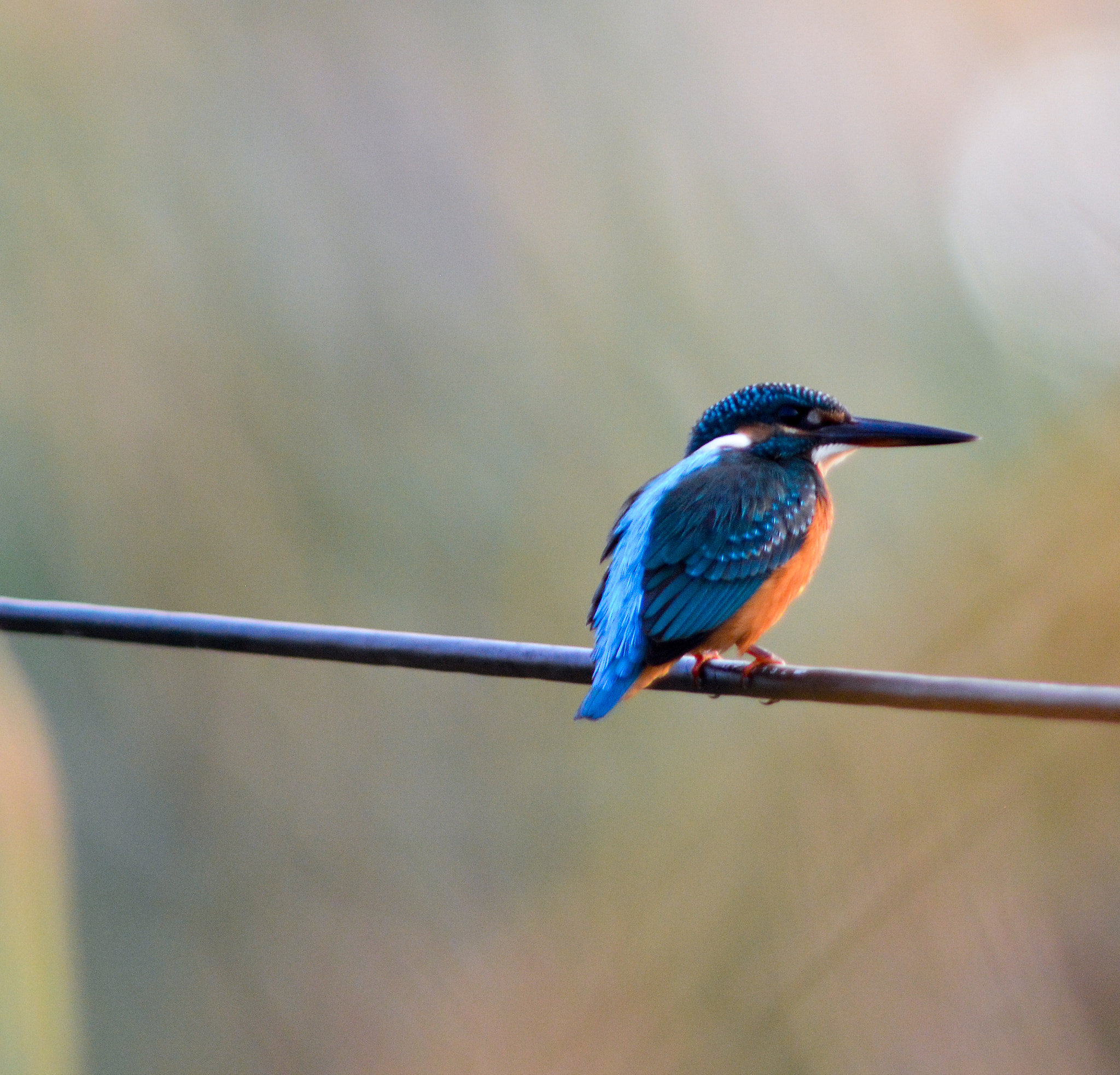Nikon AF-S Nikkor 300mm F2.8G ED VR II sample photo. Small blue kingfisher photography