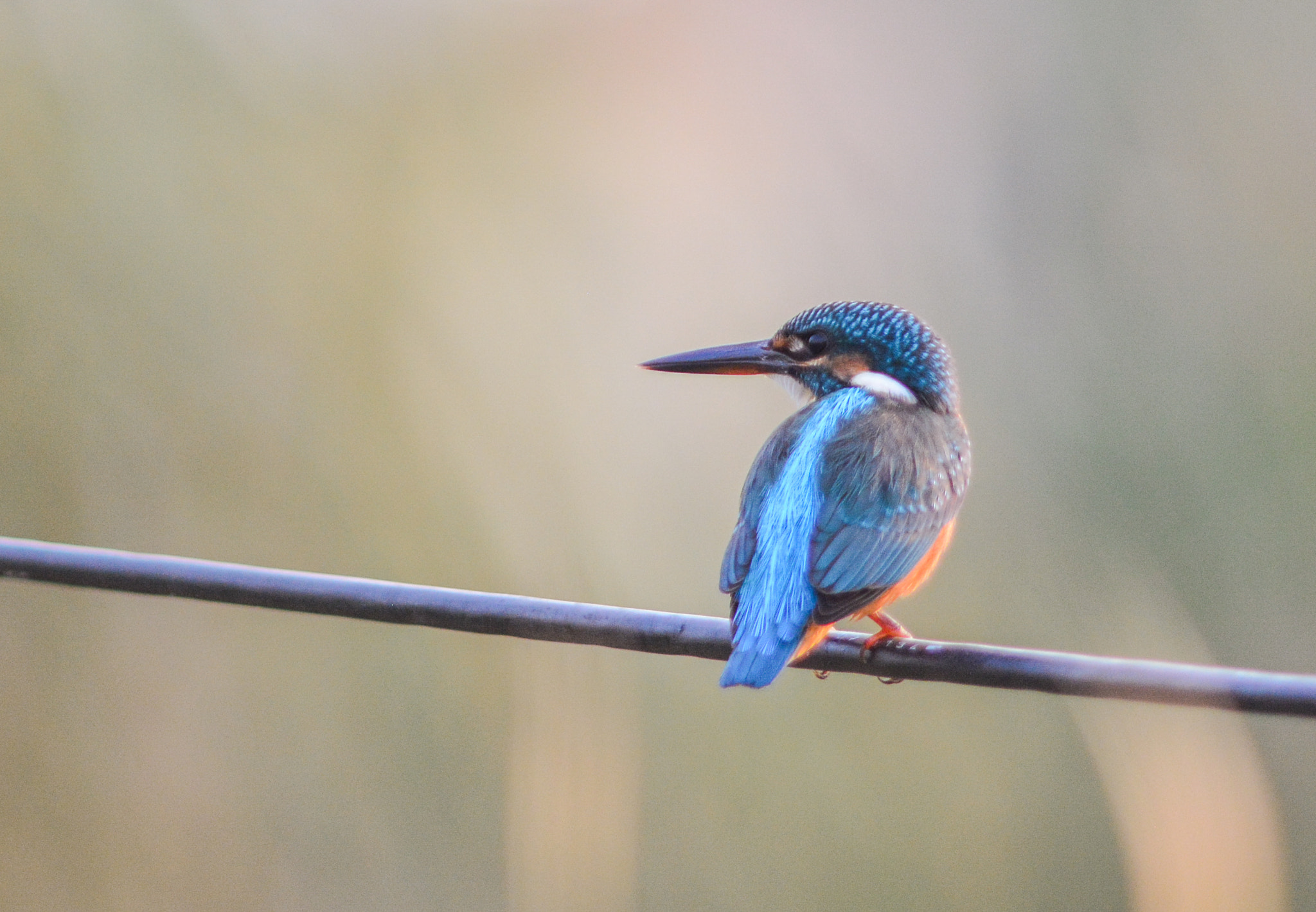 Nikon AF-S Nikkor 300mm F2.8G ED VR II sample photo. Small blue kingfisher photography
