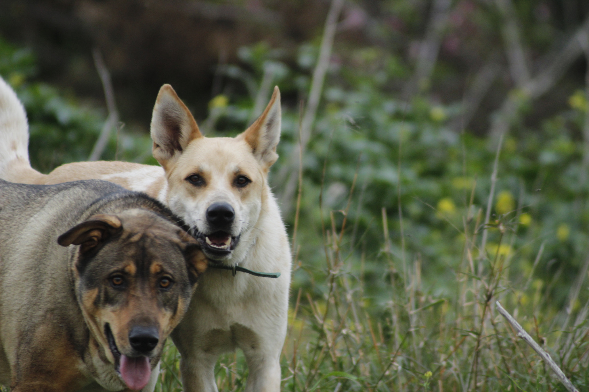Canon EF 100-300mm F4.5-5.6 USM sample photo. Friendship photography