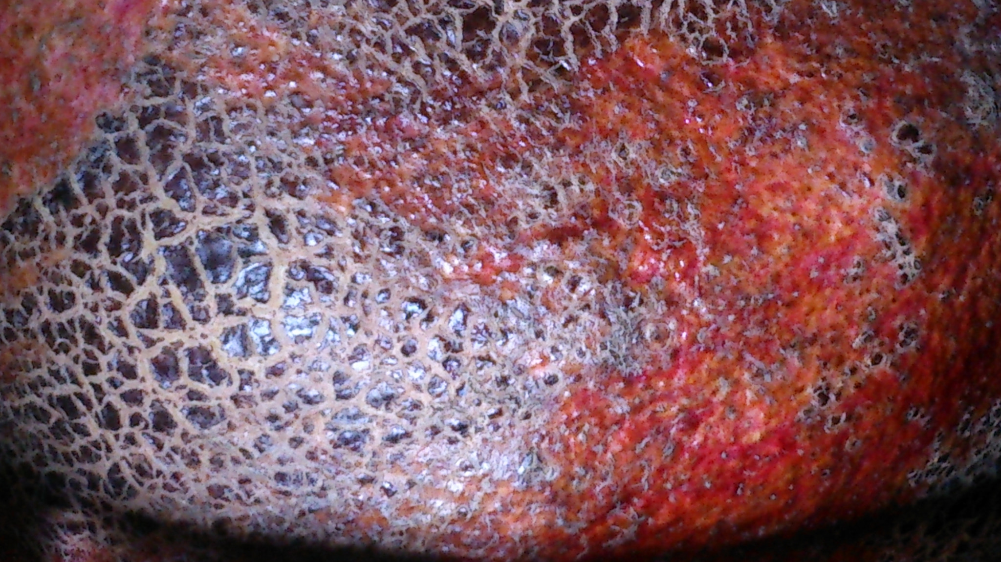 Sony Xperia T sample photo. Pomegranate bark photography