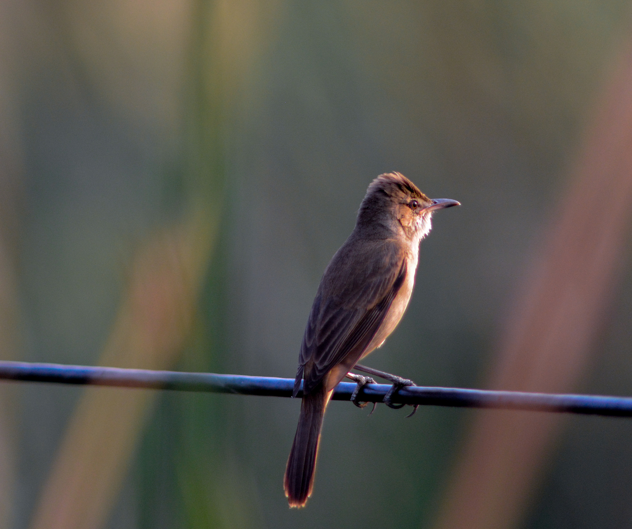 Nikon AF-S Nikkor 300mm F2.8G ED VR II sample photo. Great indian reed warbler photography