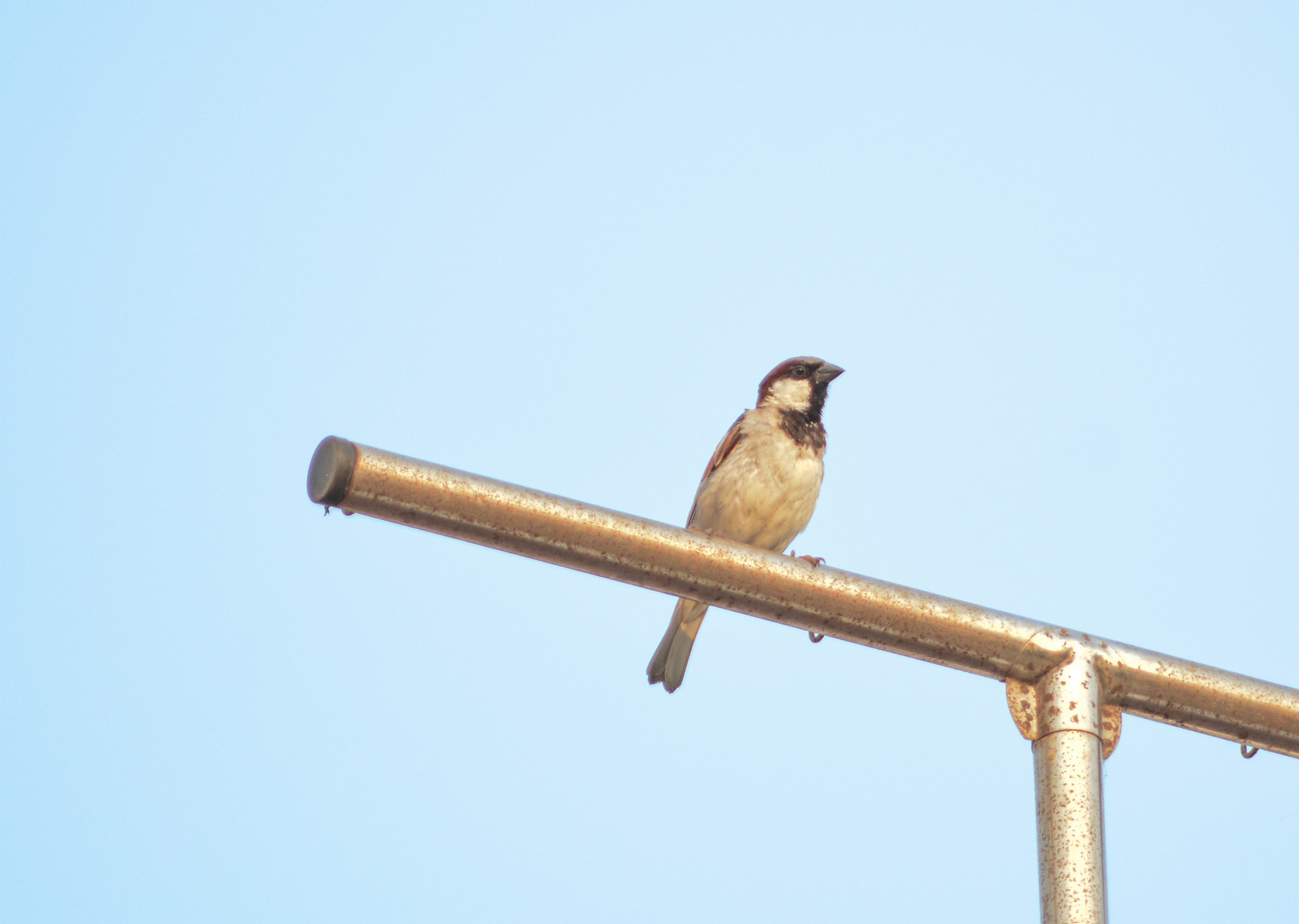 Nikon AF-S Nikkor 300mm F2.8G ED VR II sample photo. House sparrow photography