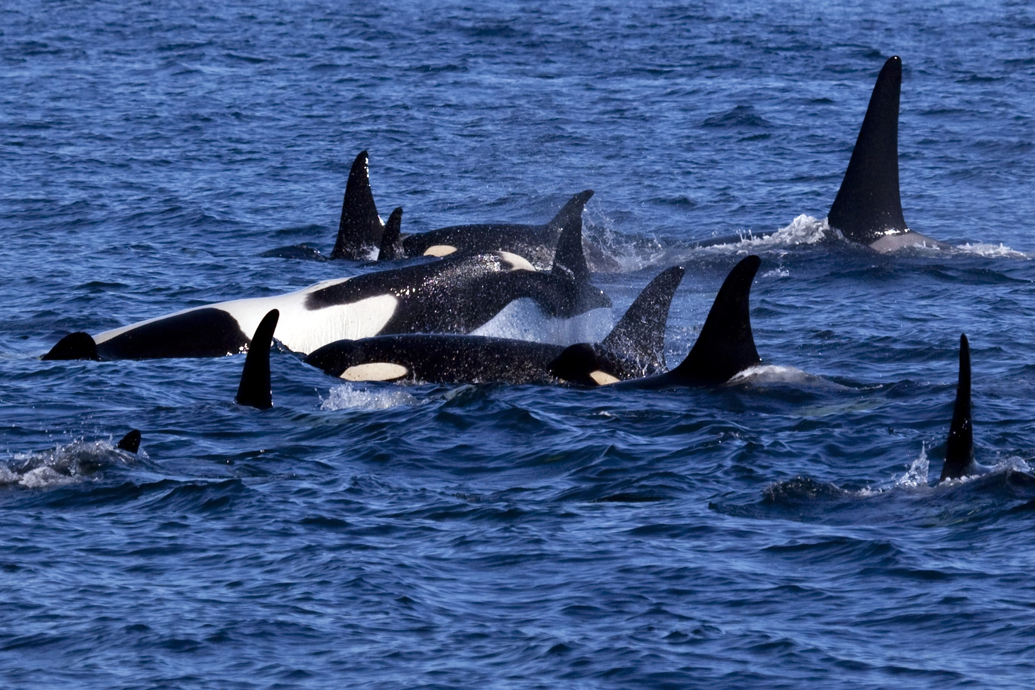 Canon EF 100-400mm F4.5-5.6L IS USM sample photo. Victoria killer whales photography