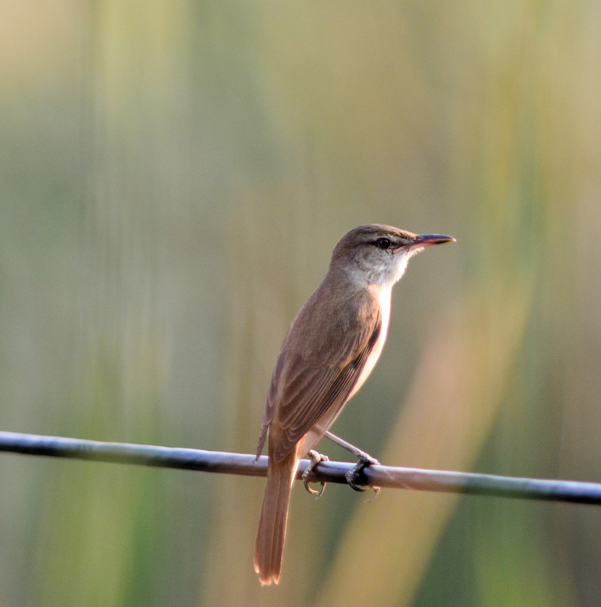 Nikon D7100 + Nikon AF-S Nikkor 300mm F2.8G ED VR II sample photo. Great indian reed warbler photography