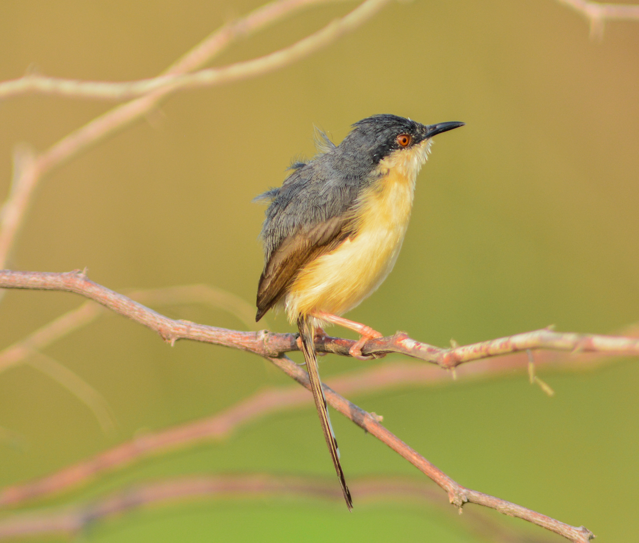 Nikon AF-S Nikkor 300mm F2.8G ED VR II sample photo. Ashy prinia photography