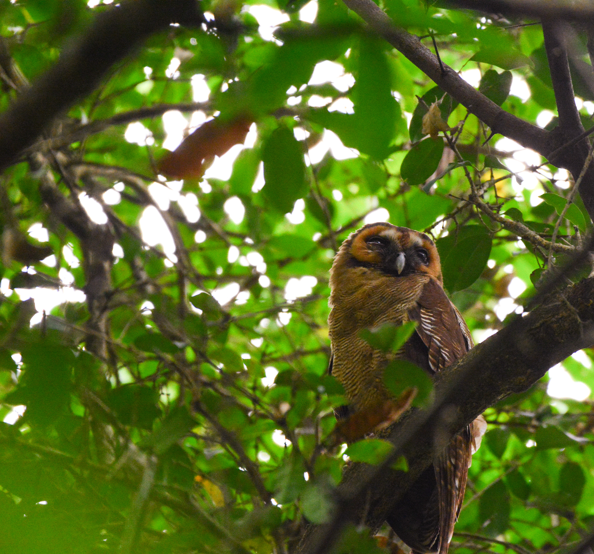 Nikon AF-S Nikkor 200-500mm F5.6E ED VR sample photo. Brown wood owl photography