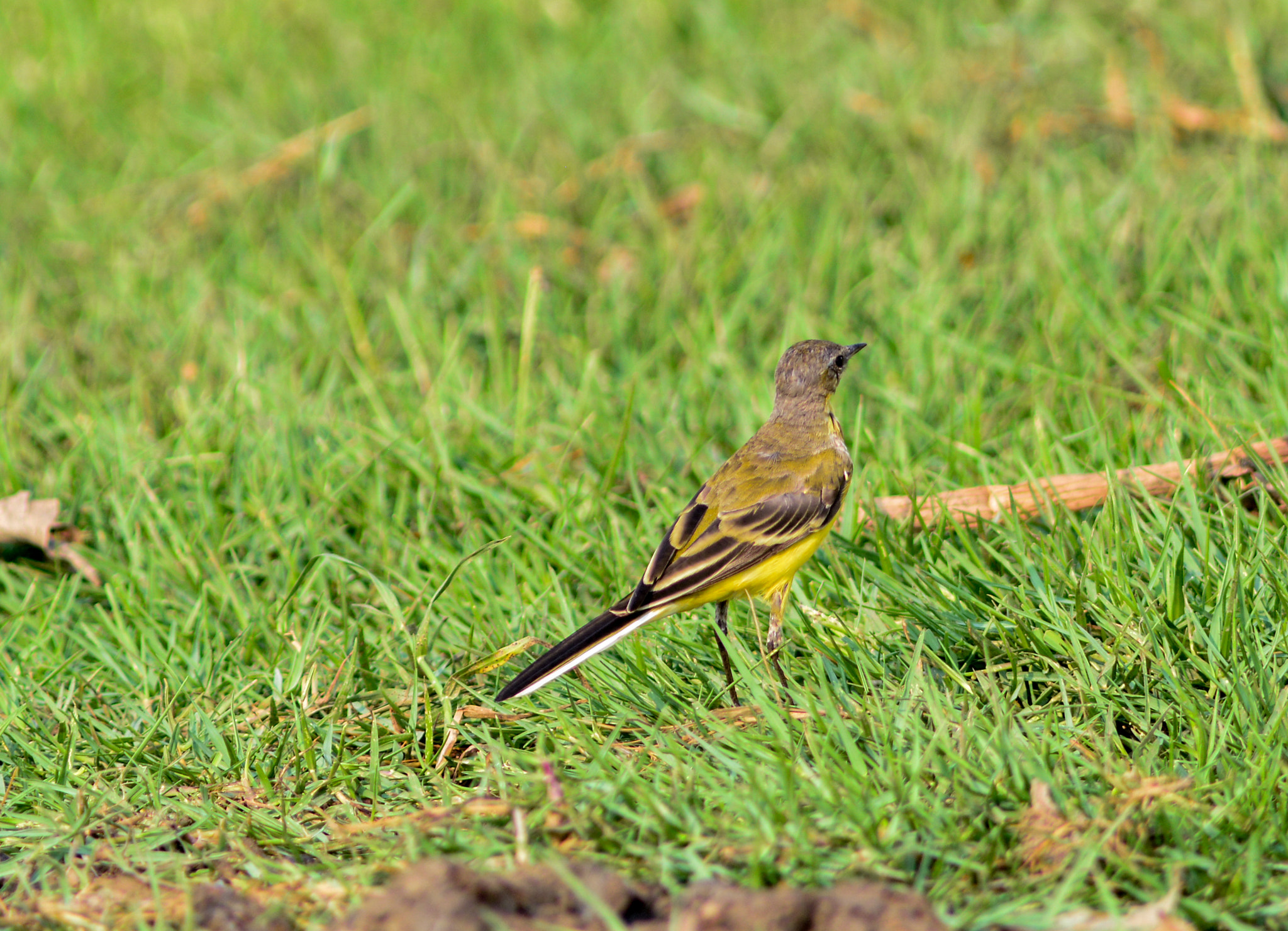 Nikon AF-S Nikkor 300mm F2.8G ED VR II sample photo. Western yellow wagtail photography