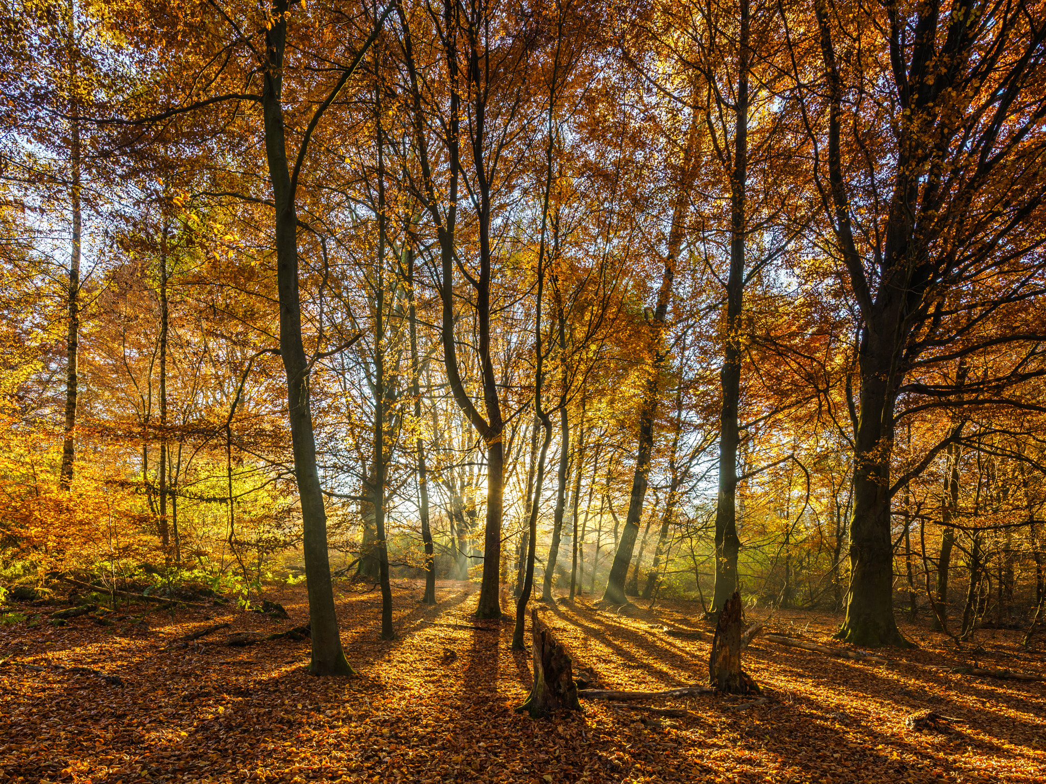 Canon TS-E 17mm F4L Tilt-Shift sample photo. Autumnal sunrise in the forest photography