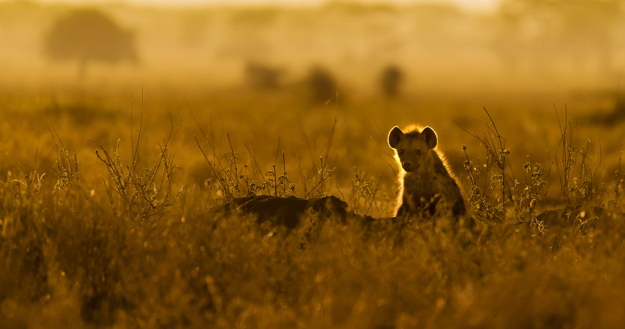 Nikon D5 sample photo. Ngorongoro conservation area. photography