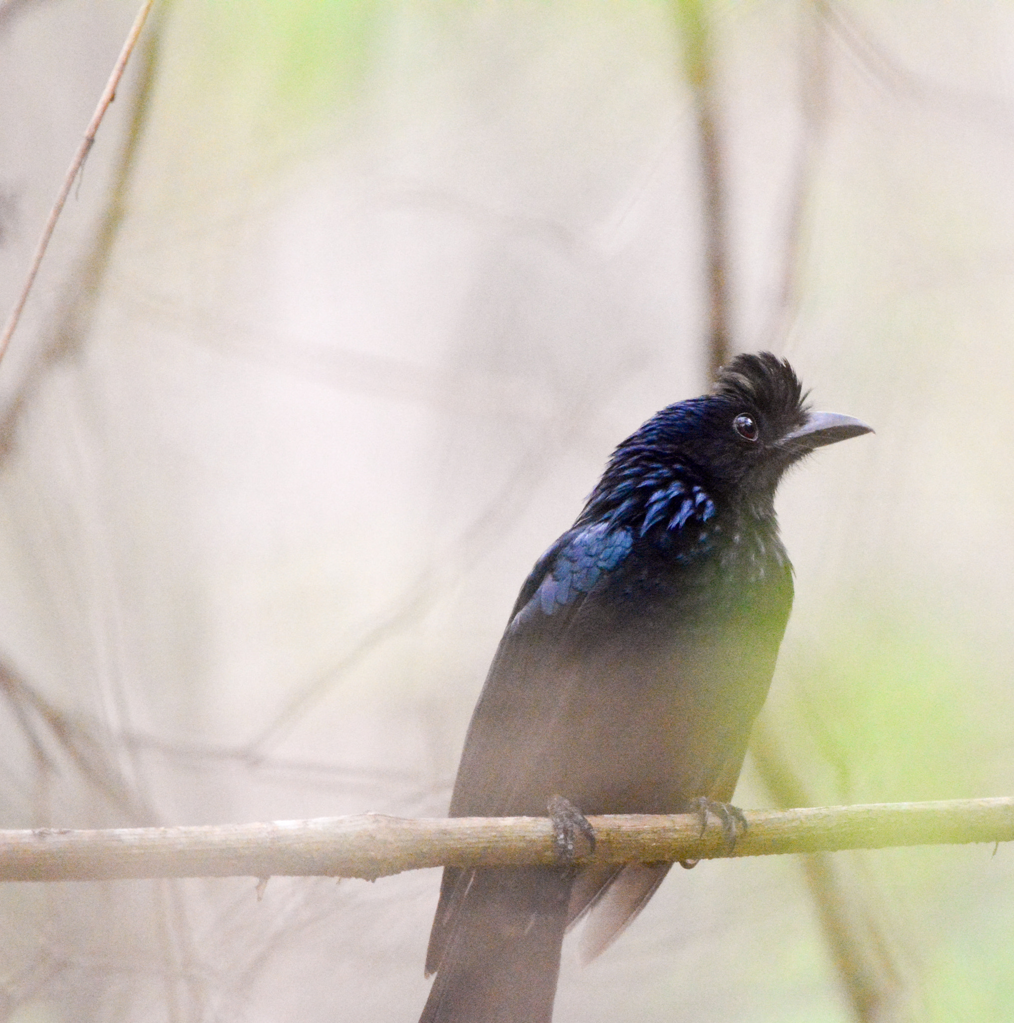 Nikon AF-S Nikkor 200-500mm F5.6E ED VR sample photo. Racket tailed drongo photography