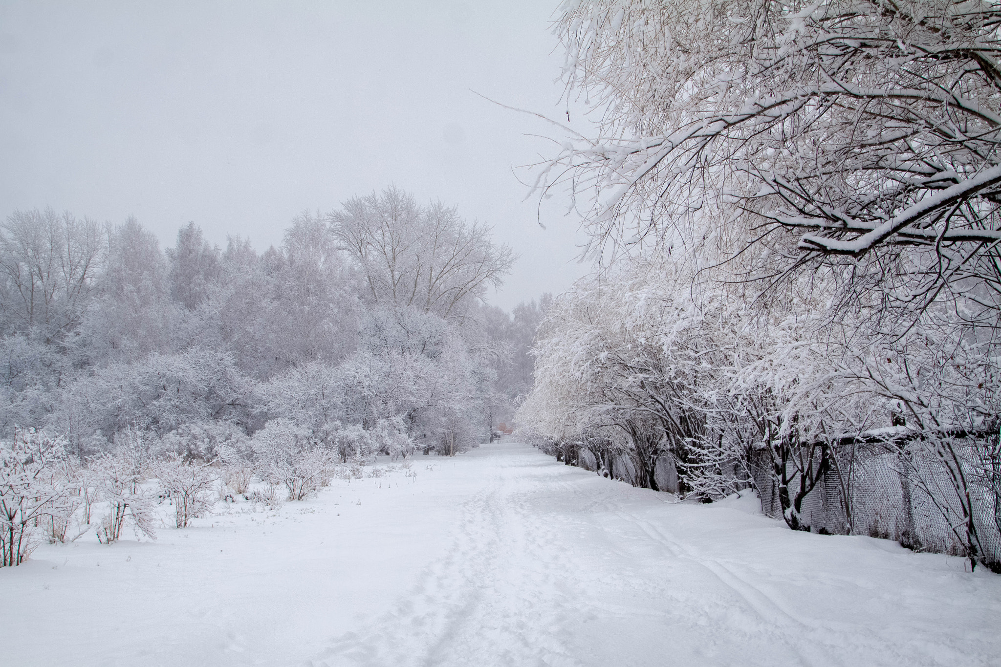 Canon EOS 50D sample photo. Snowy photography