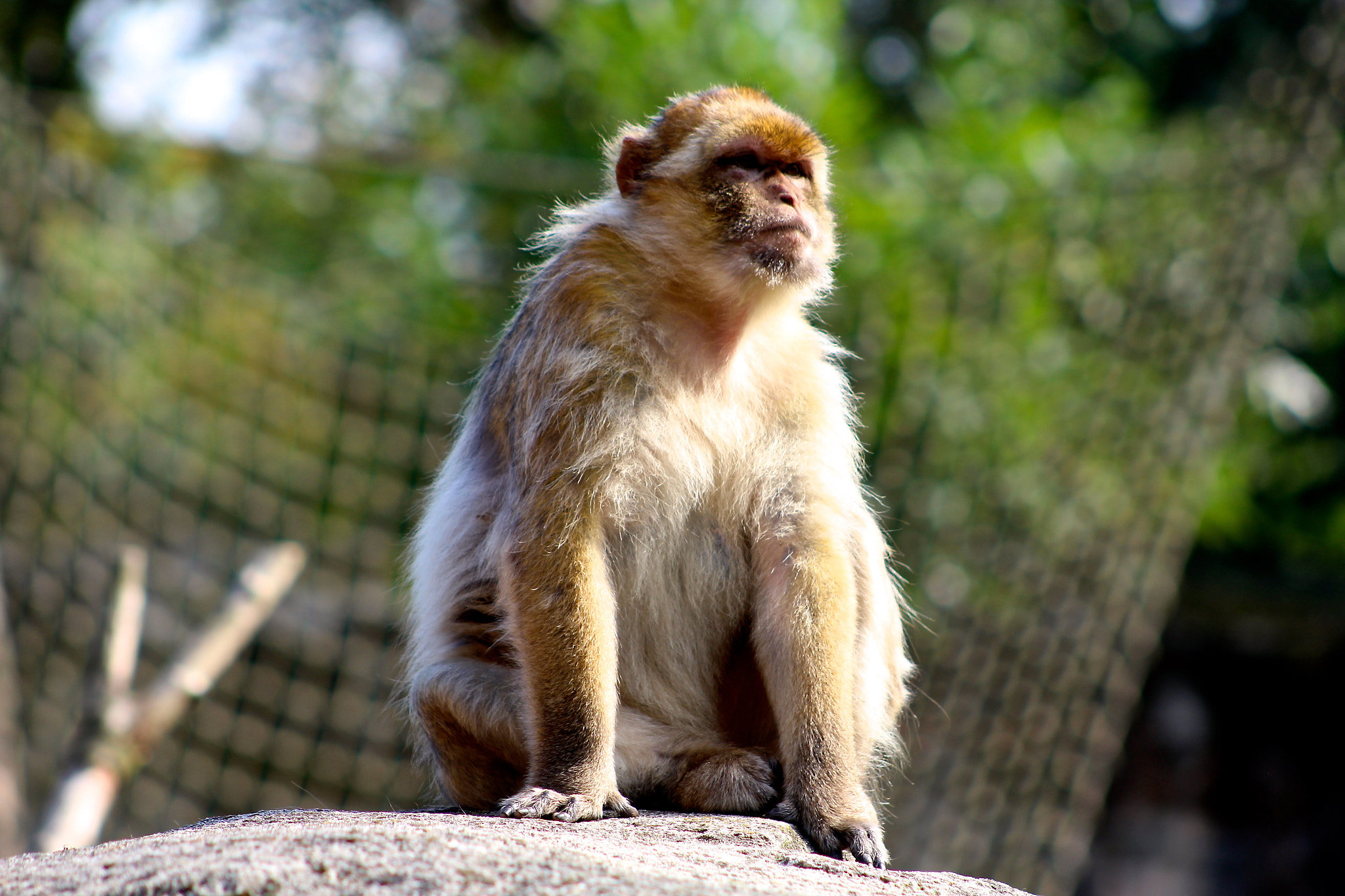 Canon EOS 1200D (EOS Rebel T5 / EOS Kiss X70 / EOS Hi) + EF75-300mm f/4-5.6 sample photo. King of the rock photography