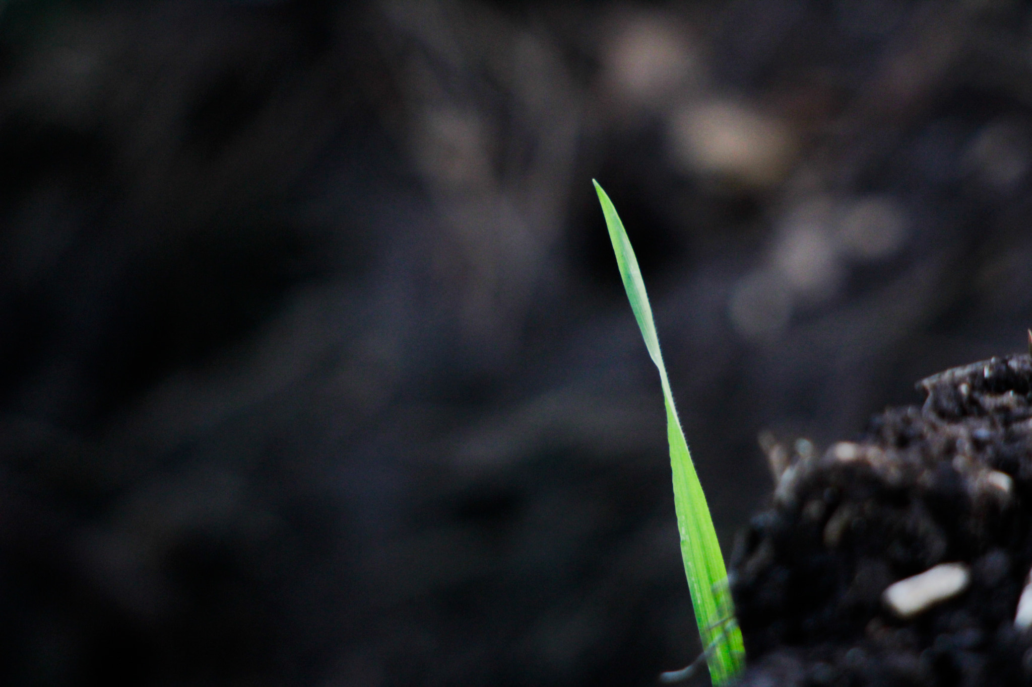 Canon EF 100-300mm F4.5-5.6 USM sample photo. Lone stray. photography