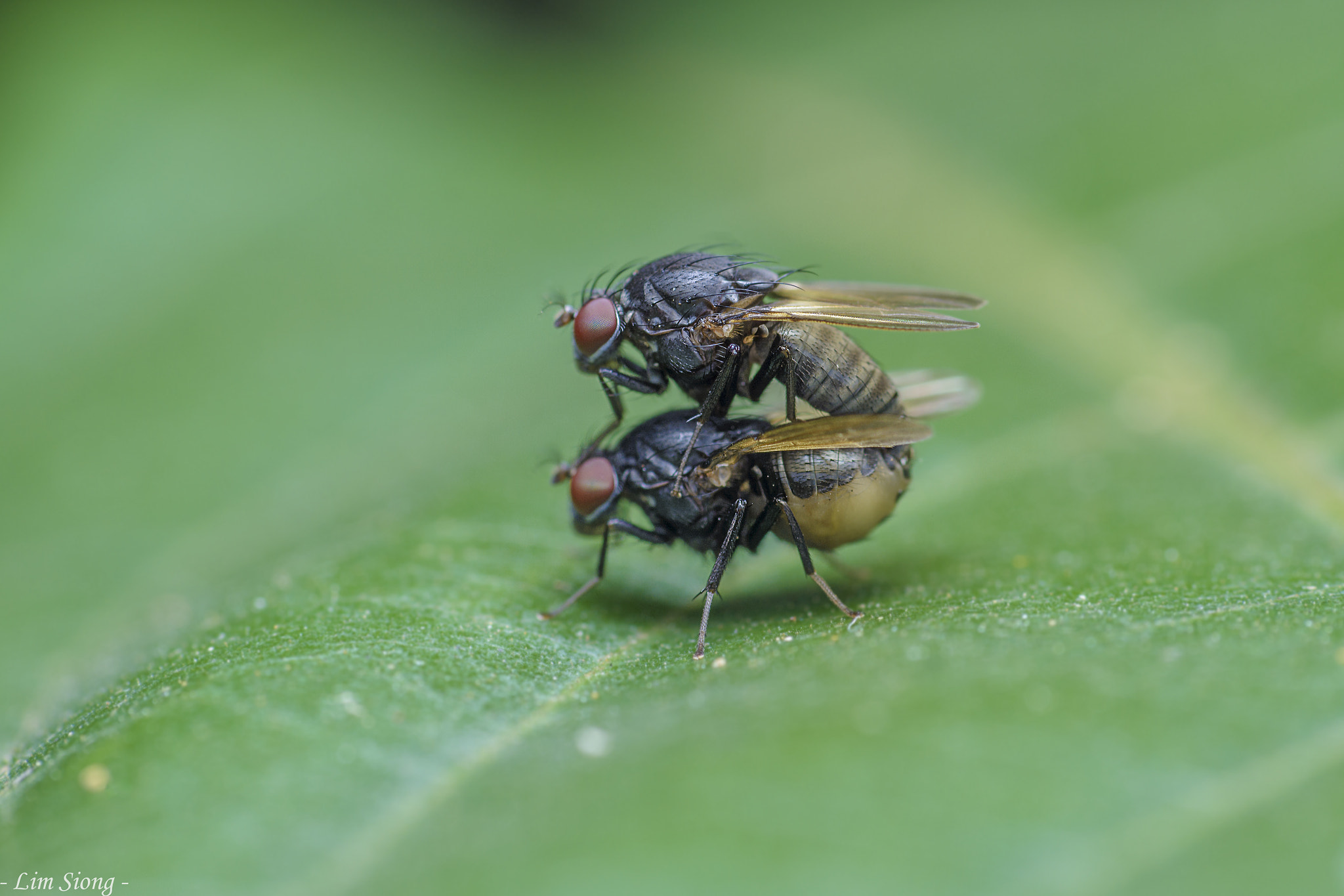 Sigma 70-300mm F4-5.6 APO DG Macro sample photo. Mating of fly photography
