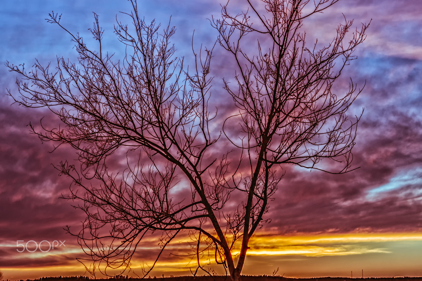 Nikon D5500 sample photo. Tree and sunset photography