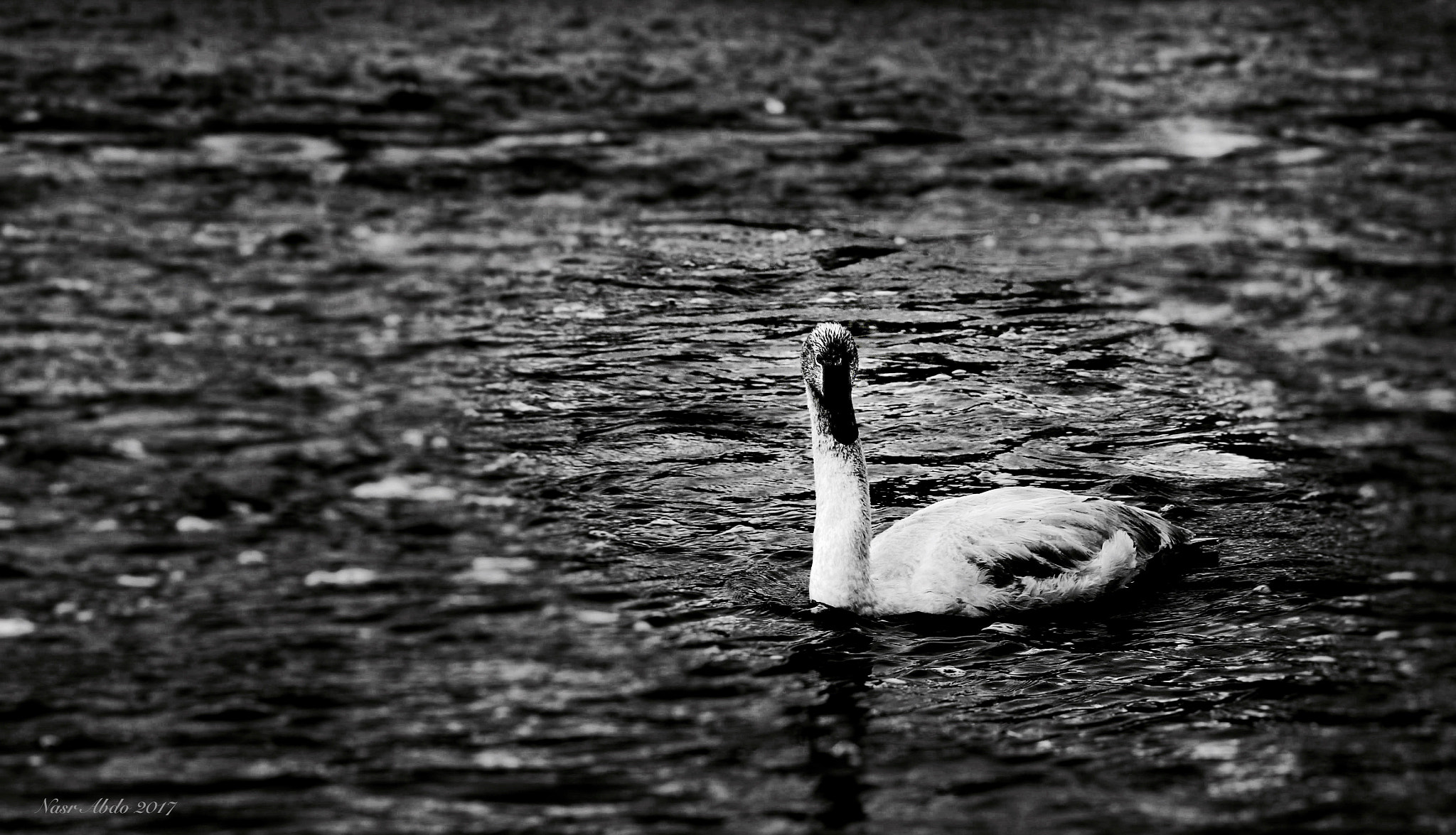 Canon EOS 650D (EOS Rebel T4i / EOS Kiss X6i) sample photo. Lonely swan photography