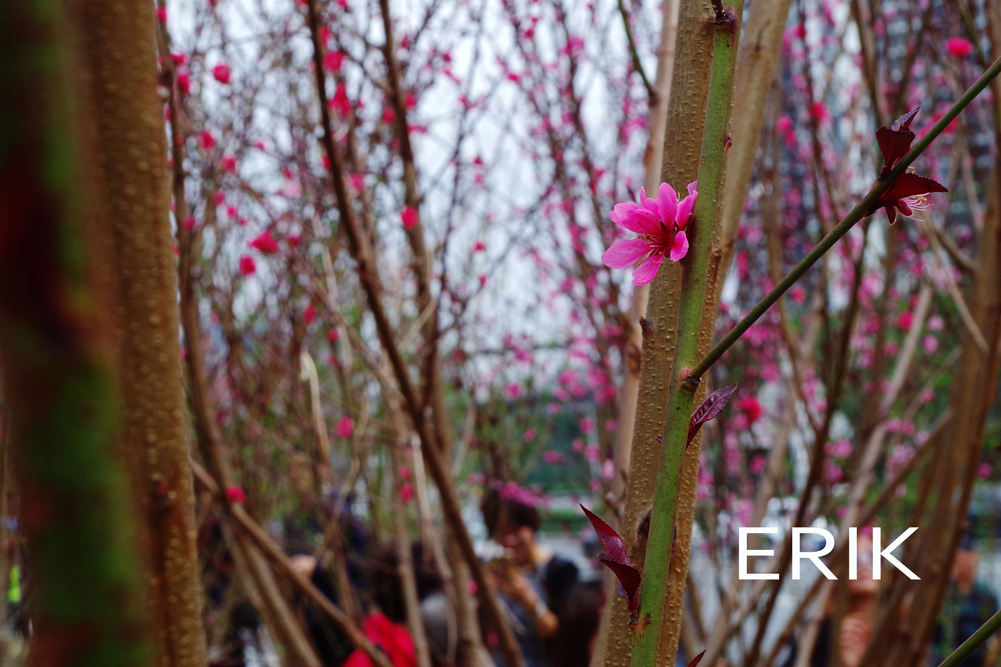 Pentax K-S2 sample photo. 落桃尽时春芳来off the peach when the spring to come photography