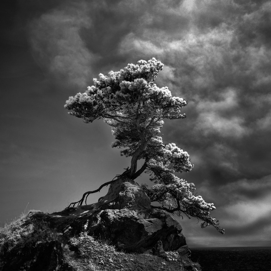 Minolta AF 17-35mm F2.8-4 (D) sample photo. Bonsai by the sea photography