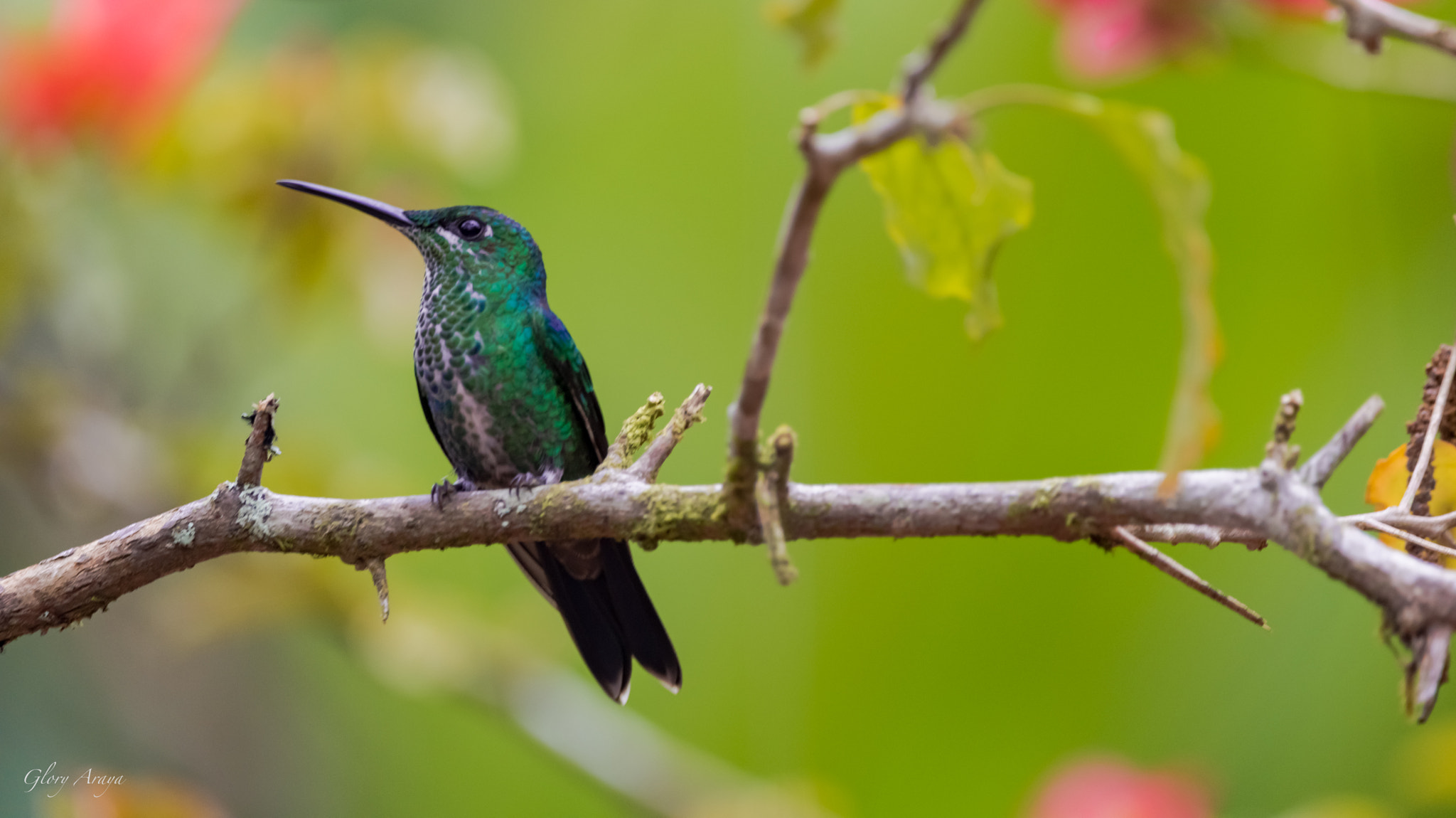 Sigma 150-600mm F5-6.3 DG OS HSM | C sample photo. Hummingbird photography