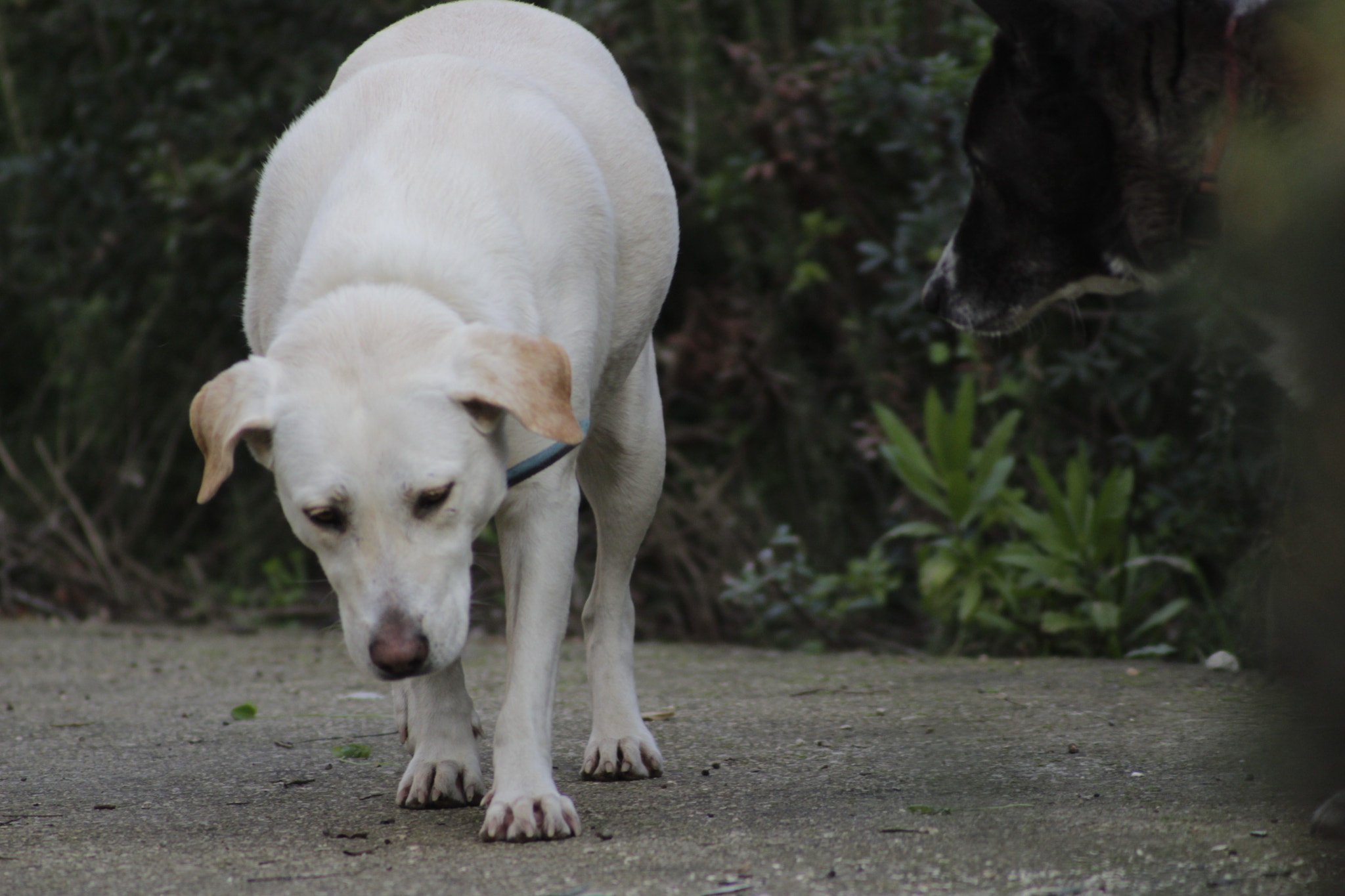 Canon EF 100-300mm F4.5-5.6 USM sample photo. I'm sorry photography