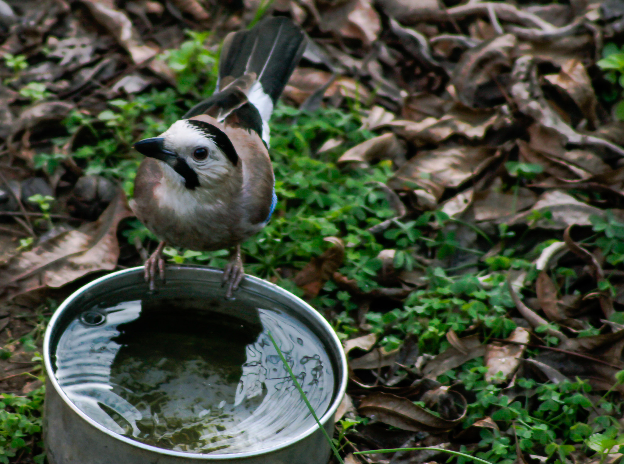 Canon EF 100-300mm F4.5-5.6 USM sample photo. Don't look down friend photography