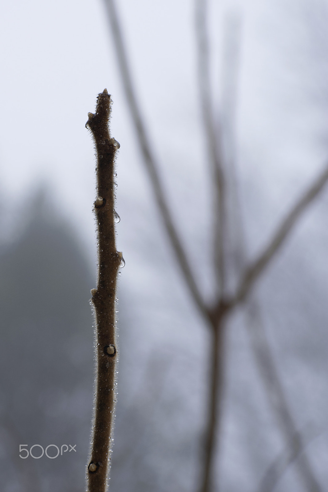 Nikon AF-S Nikkor 70-200mm F2.8G ED VR II sample photo. Rain on a branch photography