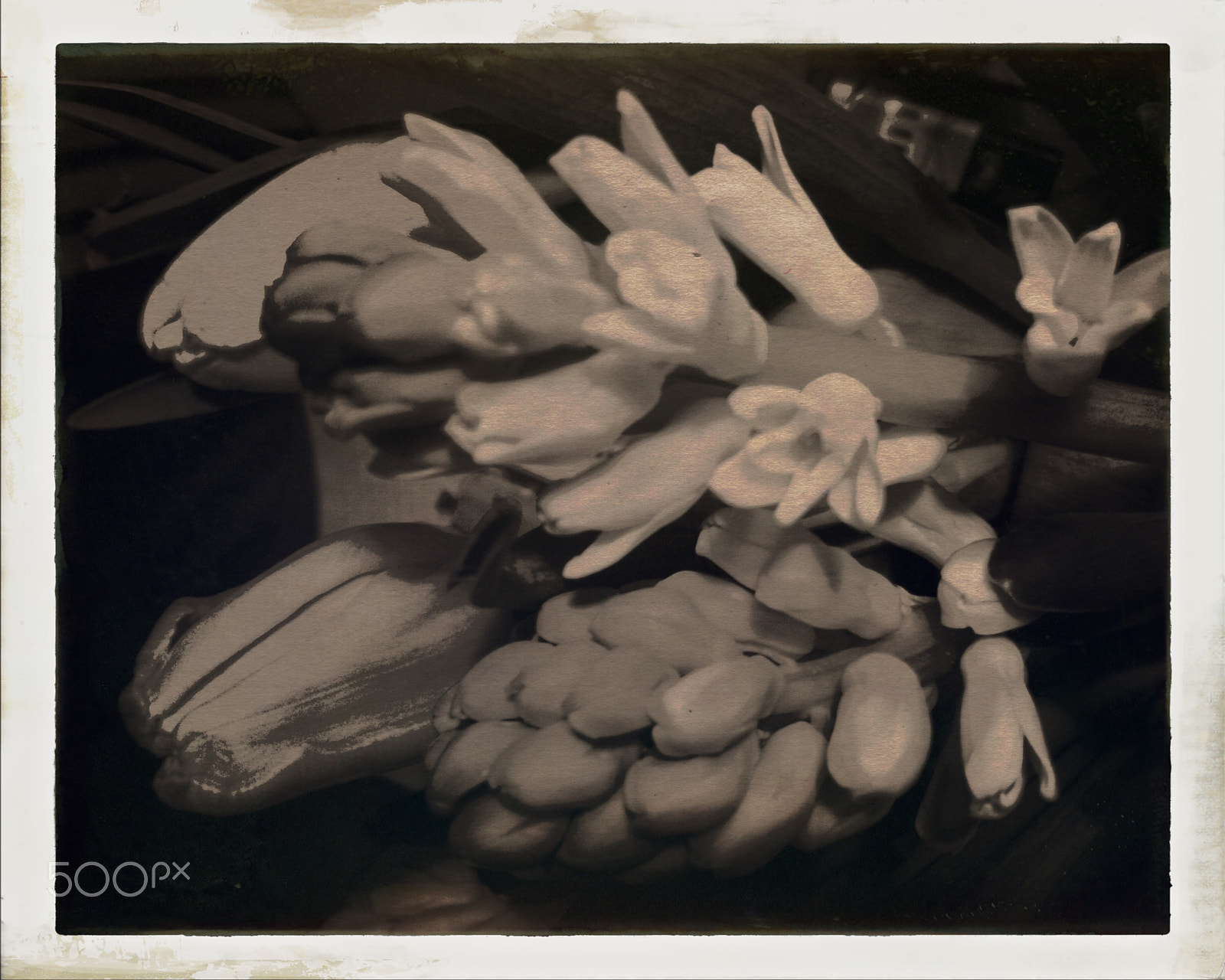 Hipstamatic 331 sample photo. Flowers photography