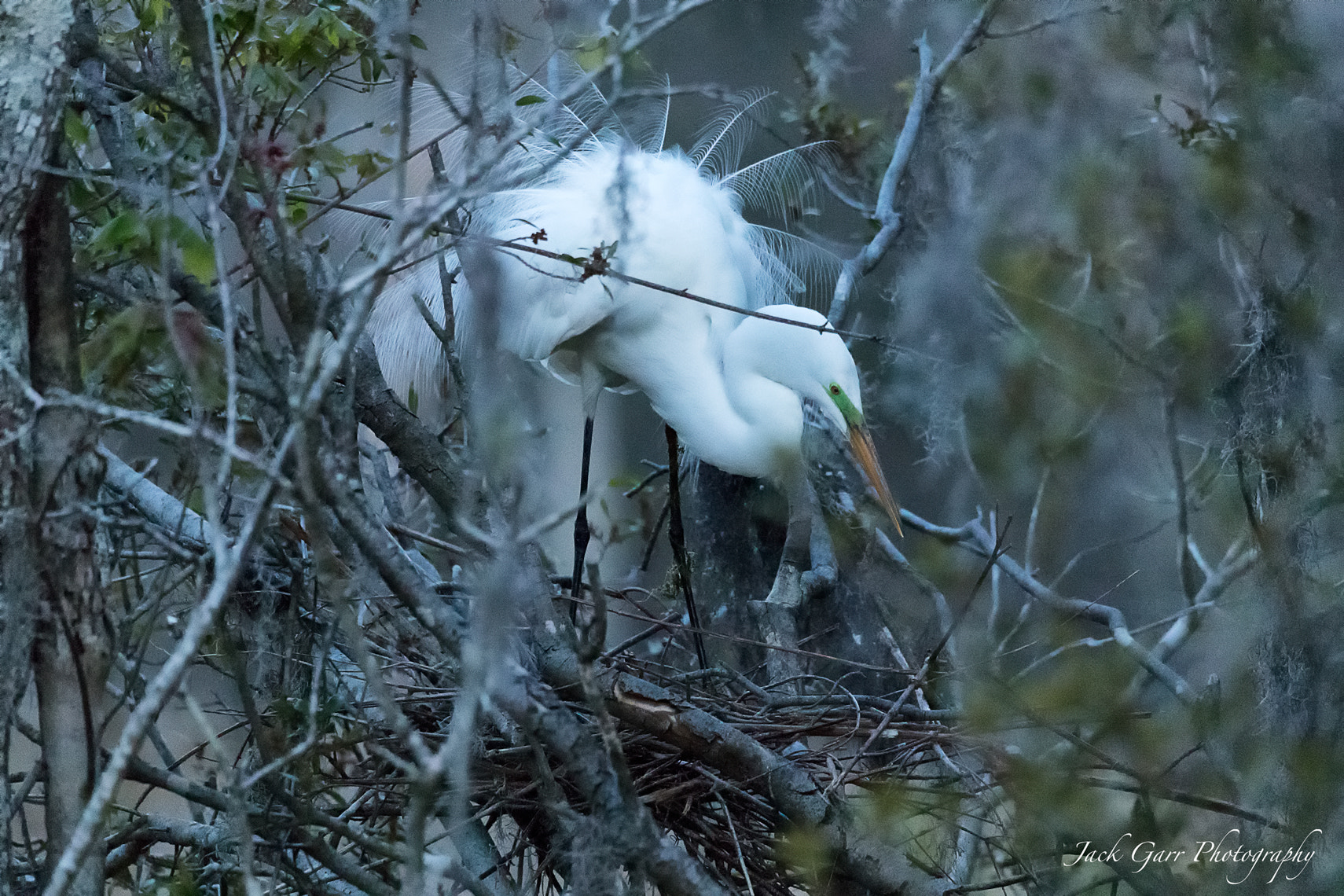 Canon EOS-1D X Mark II + 150-600mm F5-6.3 DG OS HSM | Sports 014 sample photo. Great white egret building nest at dawn photography