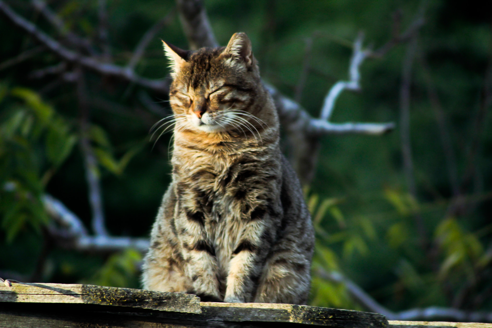 Canon EF 100-300mm F4.5-5.6 USM sample photo. Beta photography