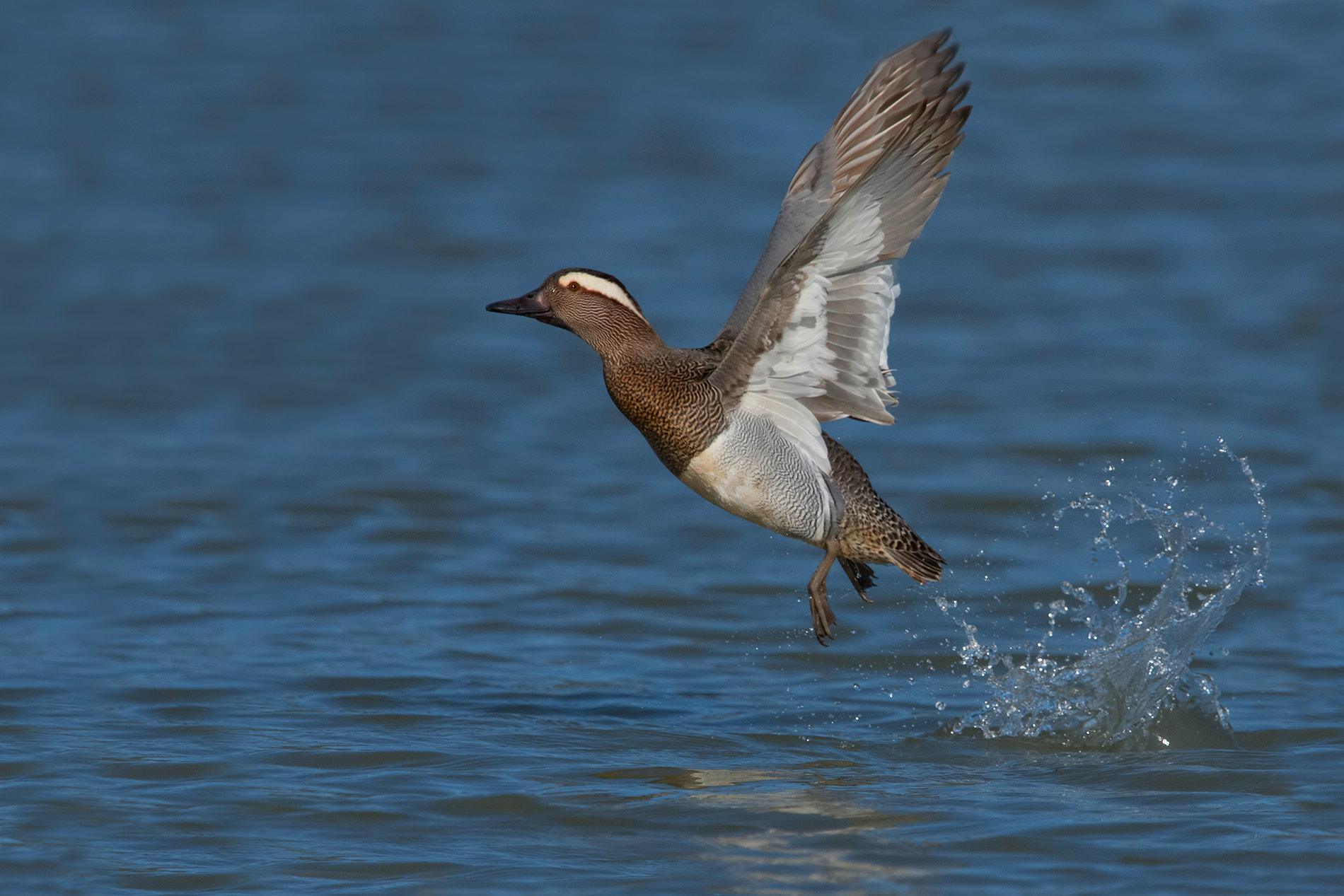 Nikon D500 + Nikon AF-S Nikkor 600mm F4G ED VR sample photo. Garganey- marzaiola photography
