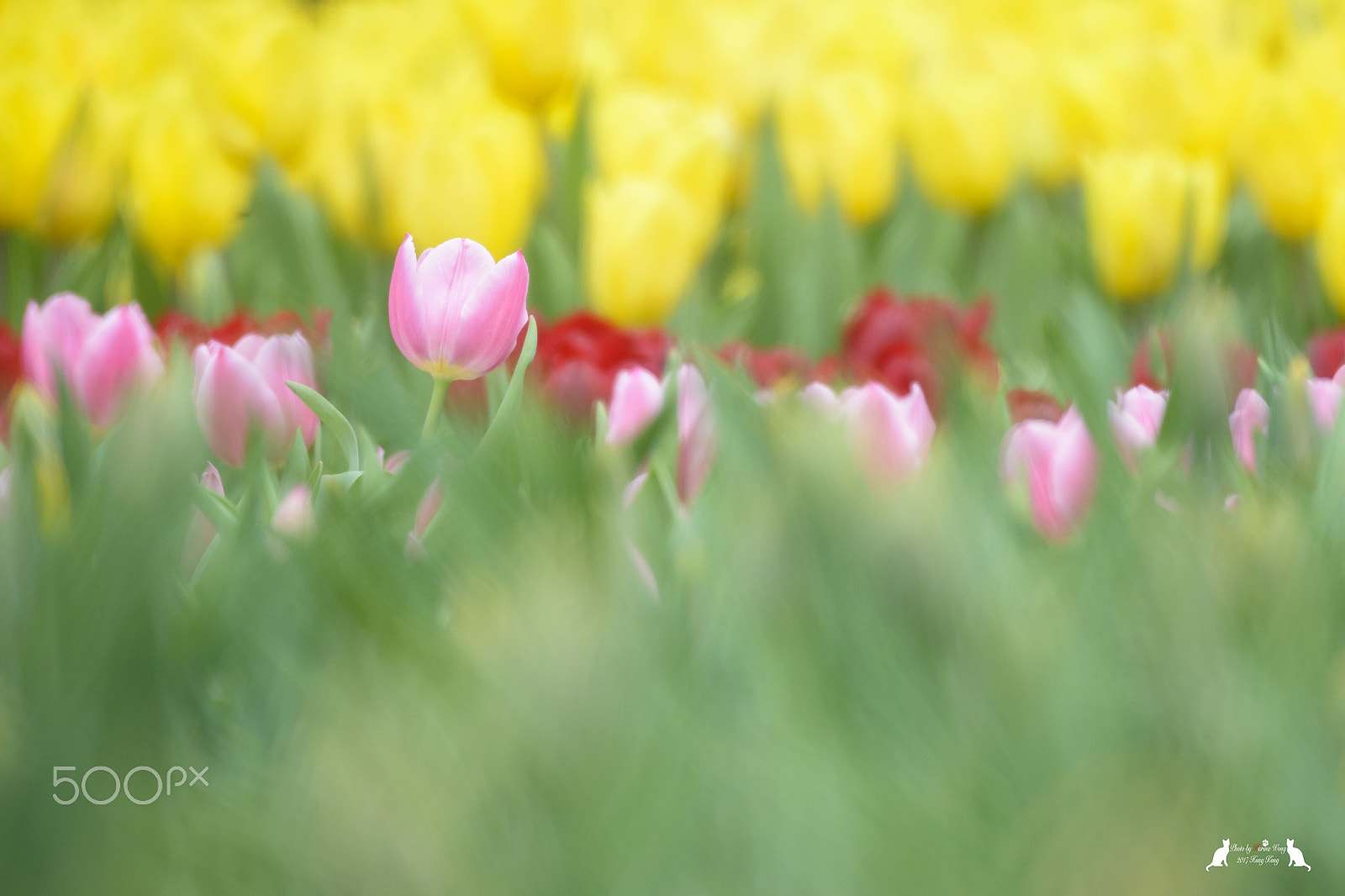 Nikon D800E sample photo. Colorful photography