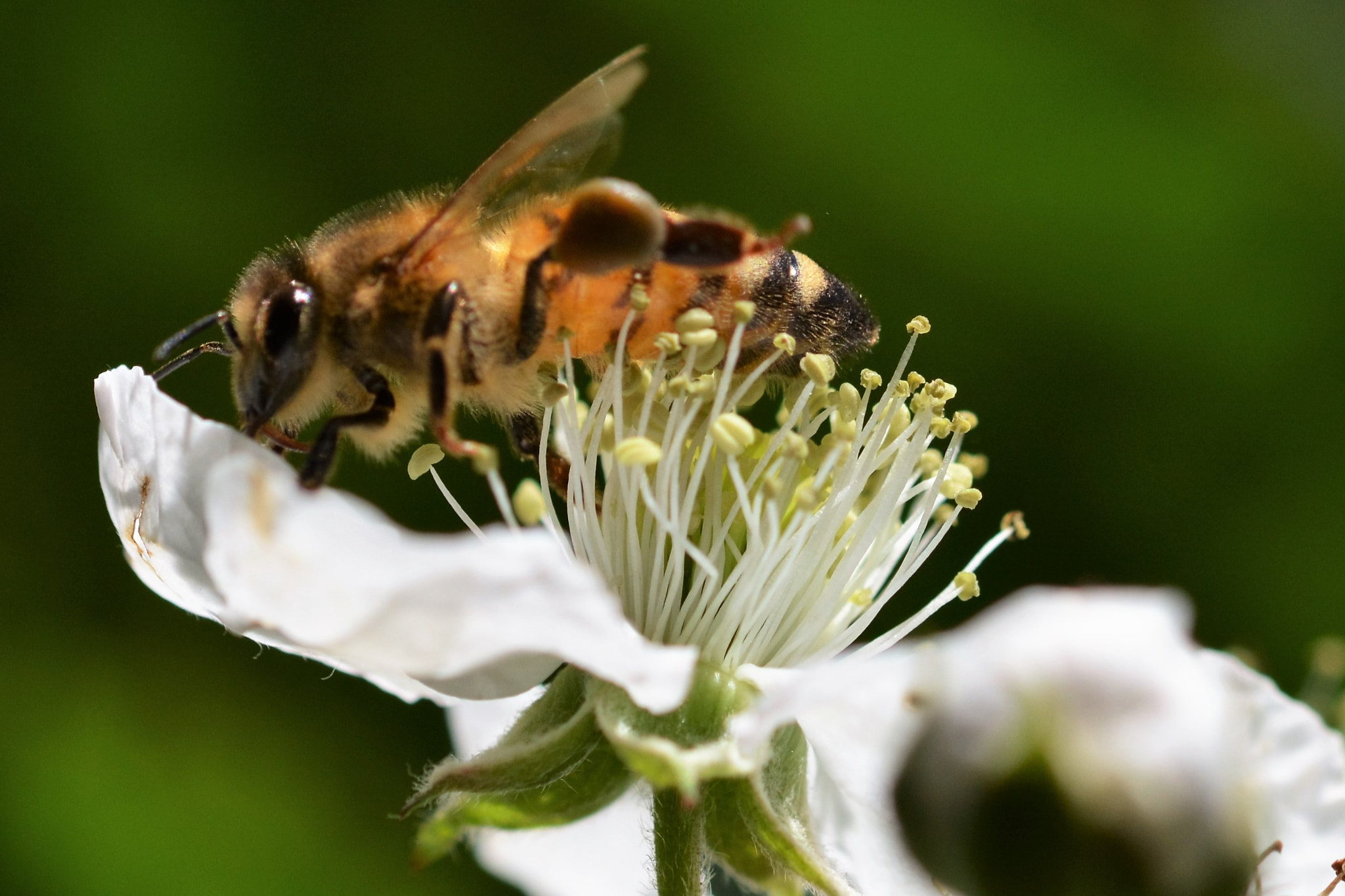 Sigma 105mm F2.8 EX DG OS HSM sample photo. () photography