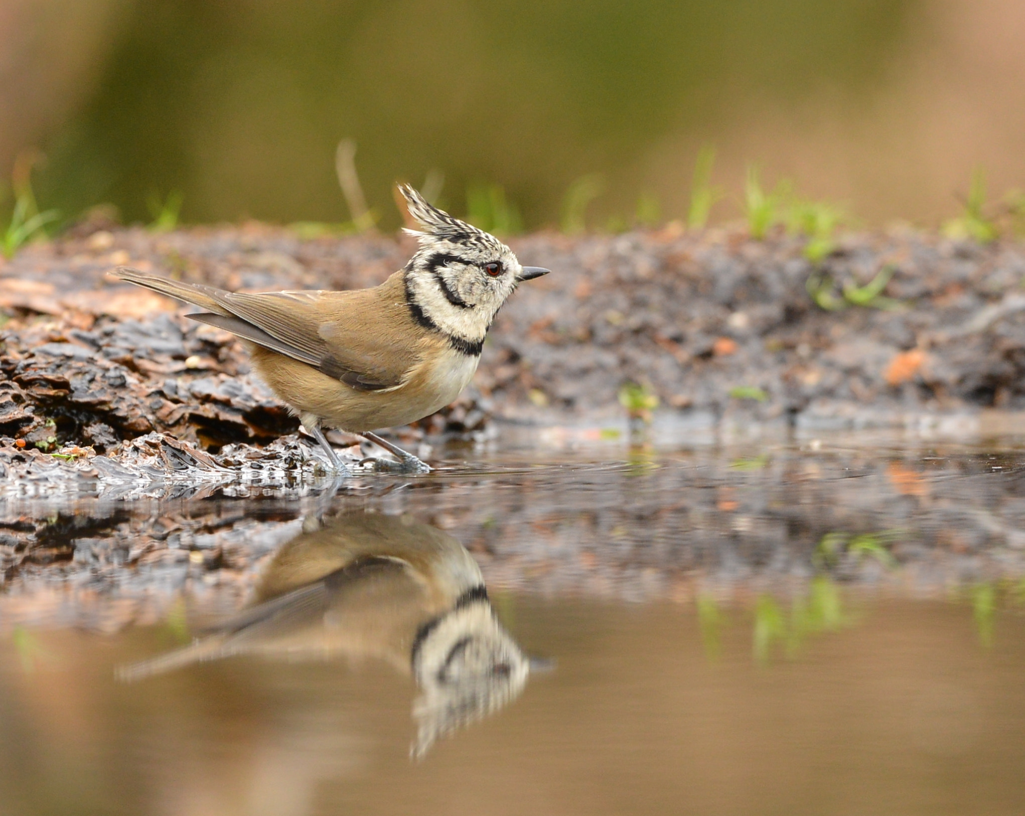 Nikon D600 + Nikon AF-S Nikkor 500mm F4G ED VR sample photo. Kuifmees photography