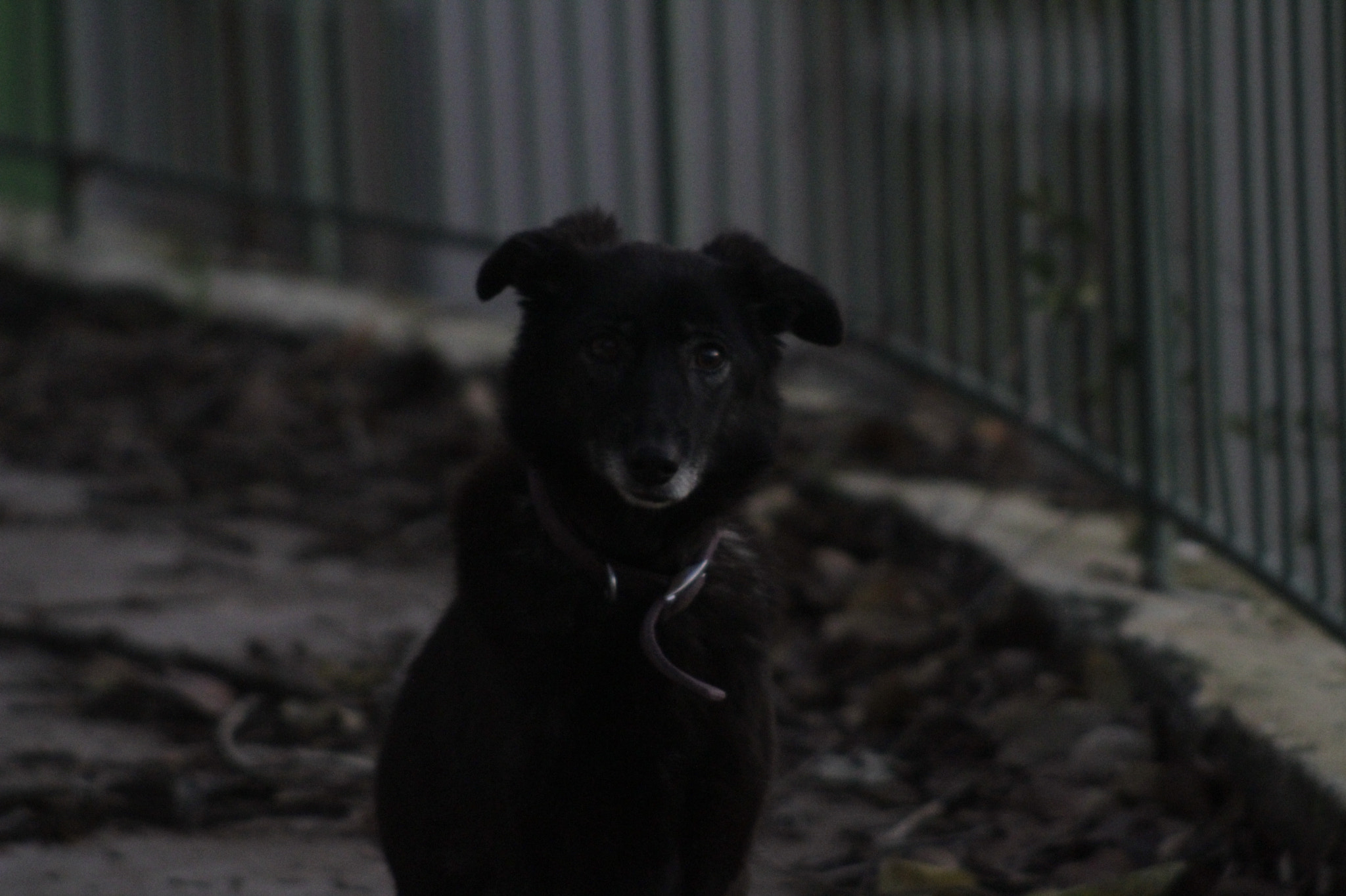 Canon EF 100-300mm F4.5-5.6 USM sample photo. Hello darkness photography