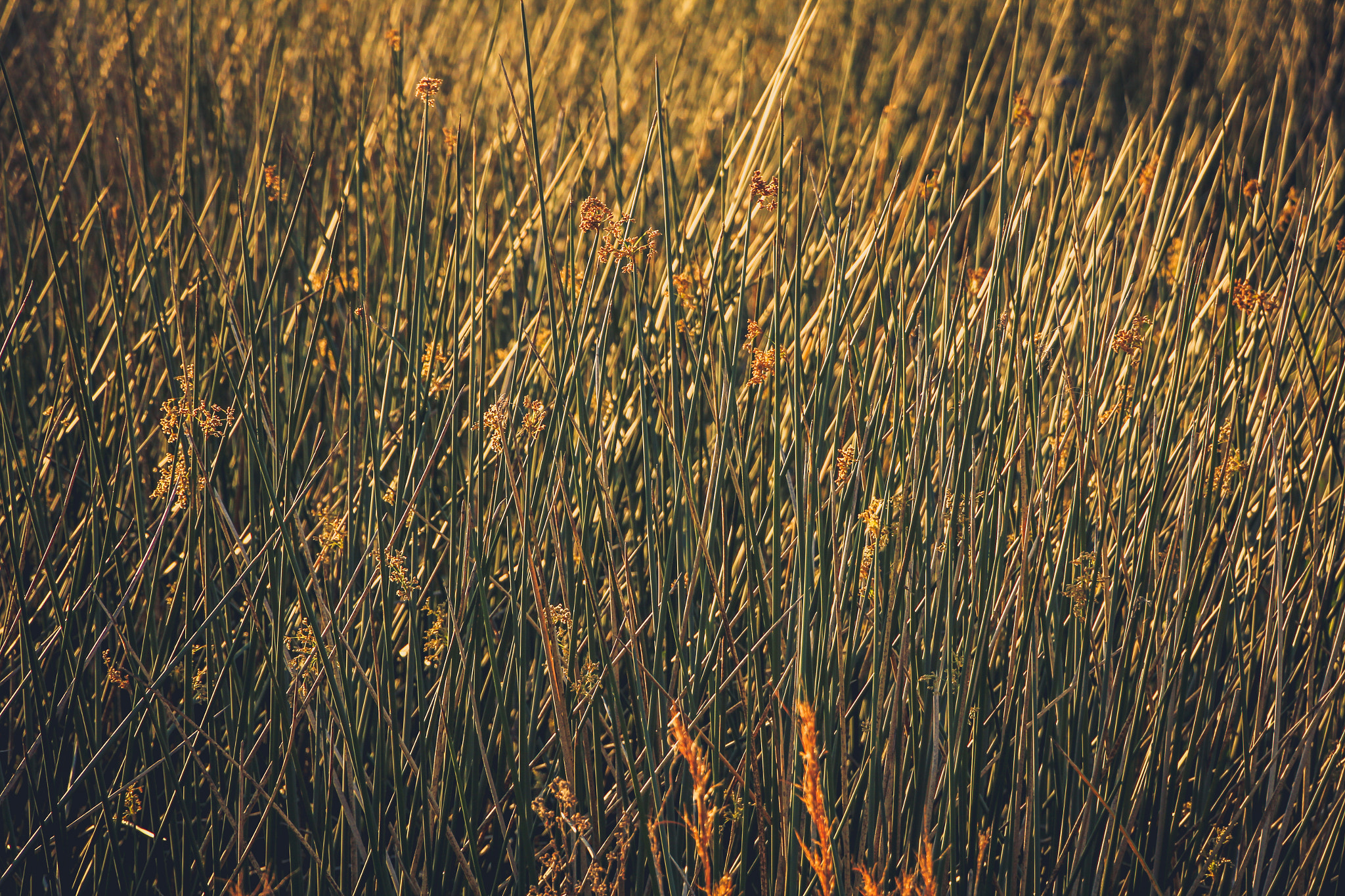Canon EOS 60D sample photo. Grass photography