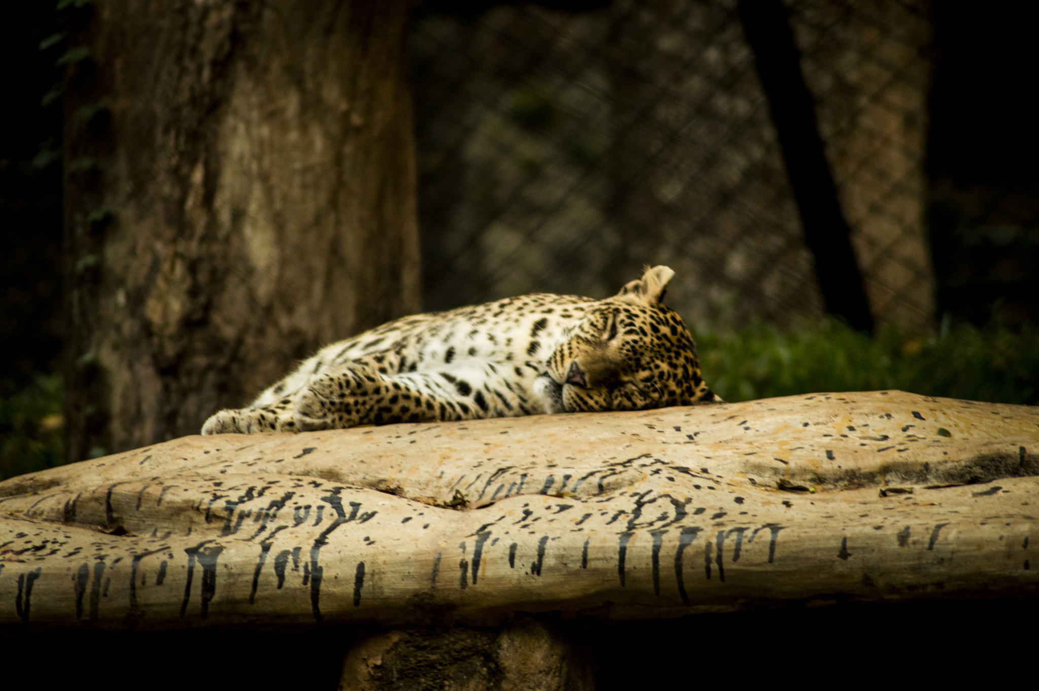 Nikon D3200 sample photo. Let me sleep for more time, don't disturb me ! photography