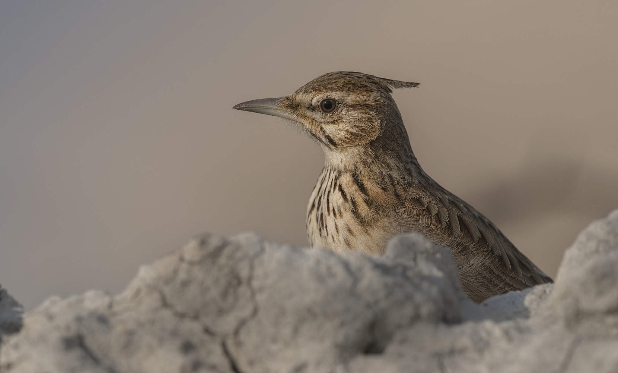 Nikon D750 + Nikon AF-S Nikkor 500mm F4G ED VR sample photo. Crested lark photography